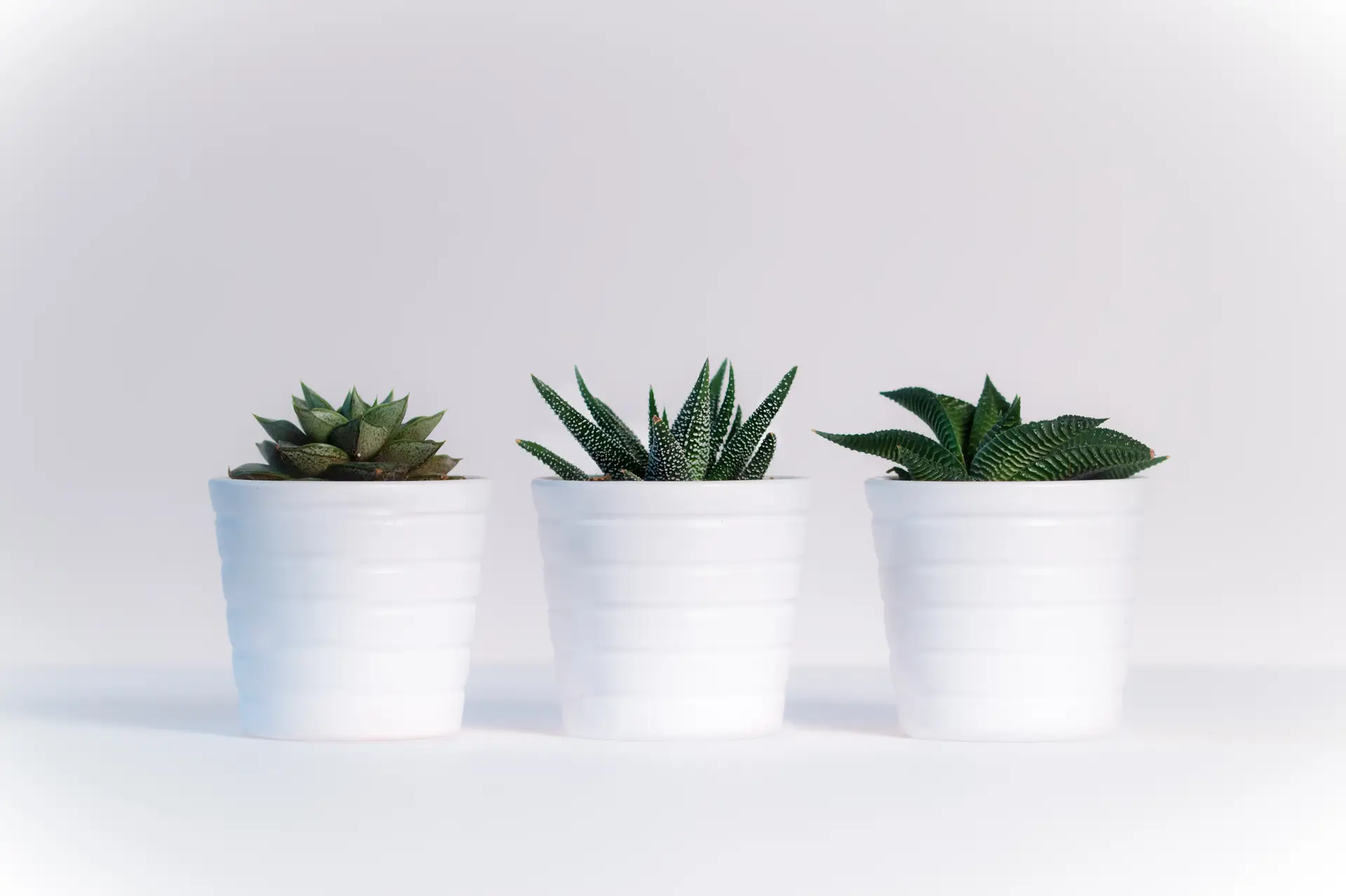 a_group_of_potted_plants.jpg