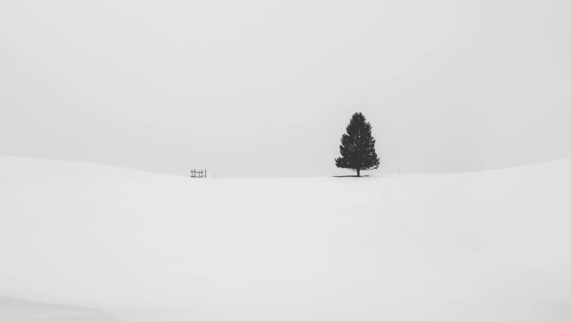 a_tree_in_the_snow.jpg