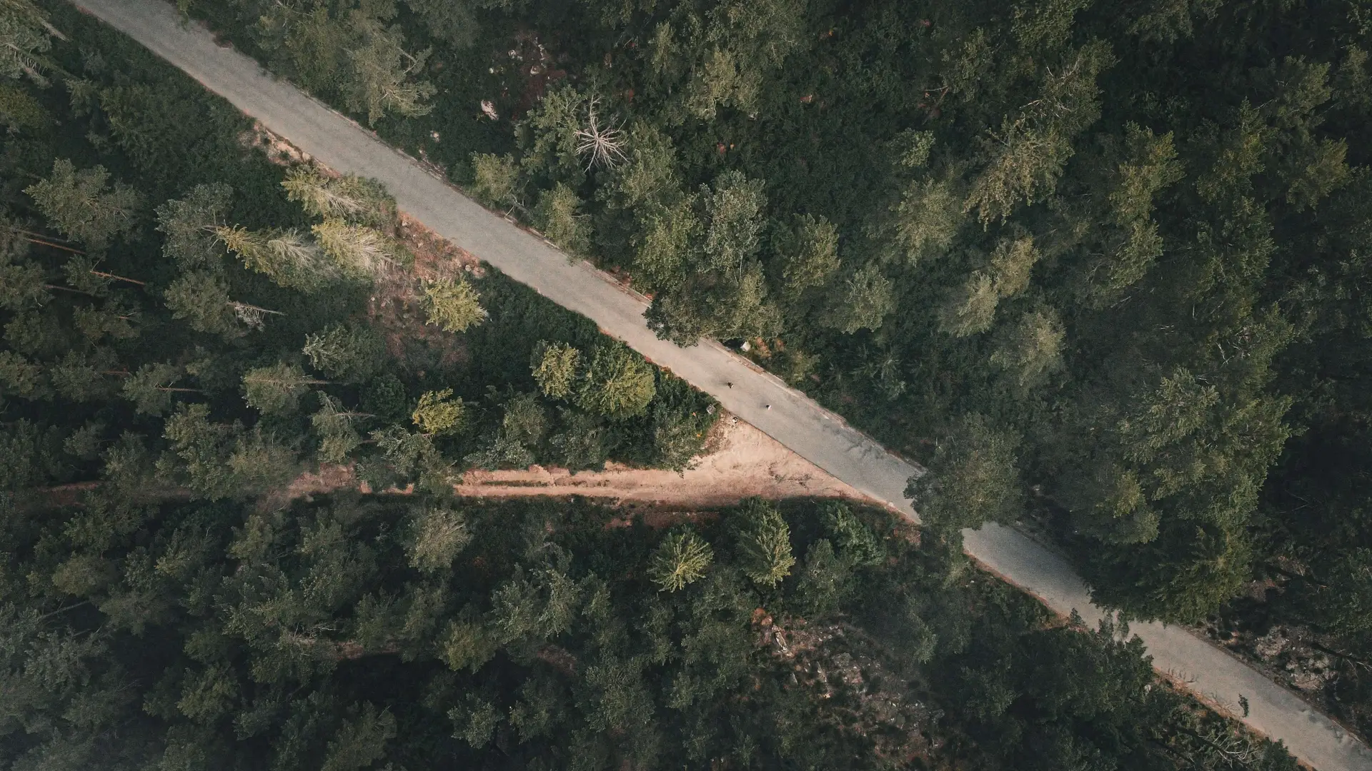 a_road_surrounded_by_trees.jpg