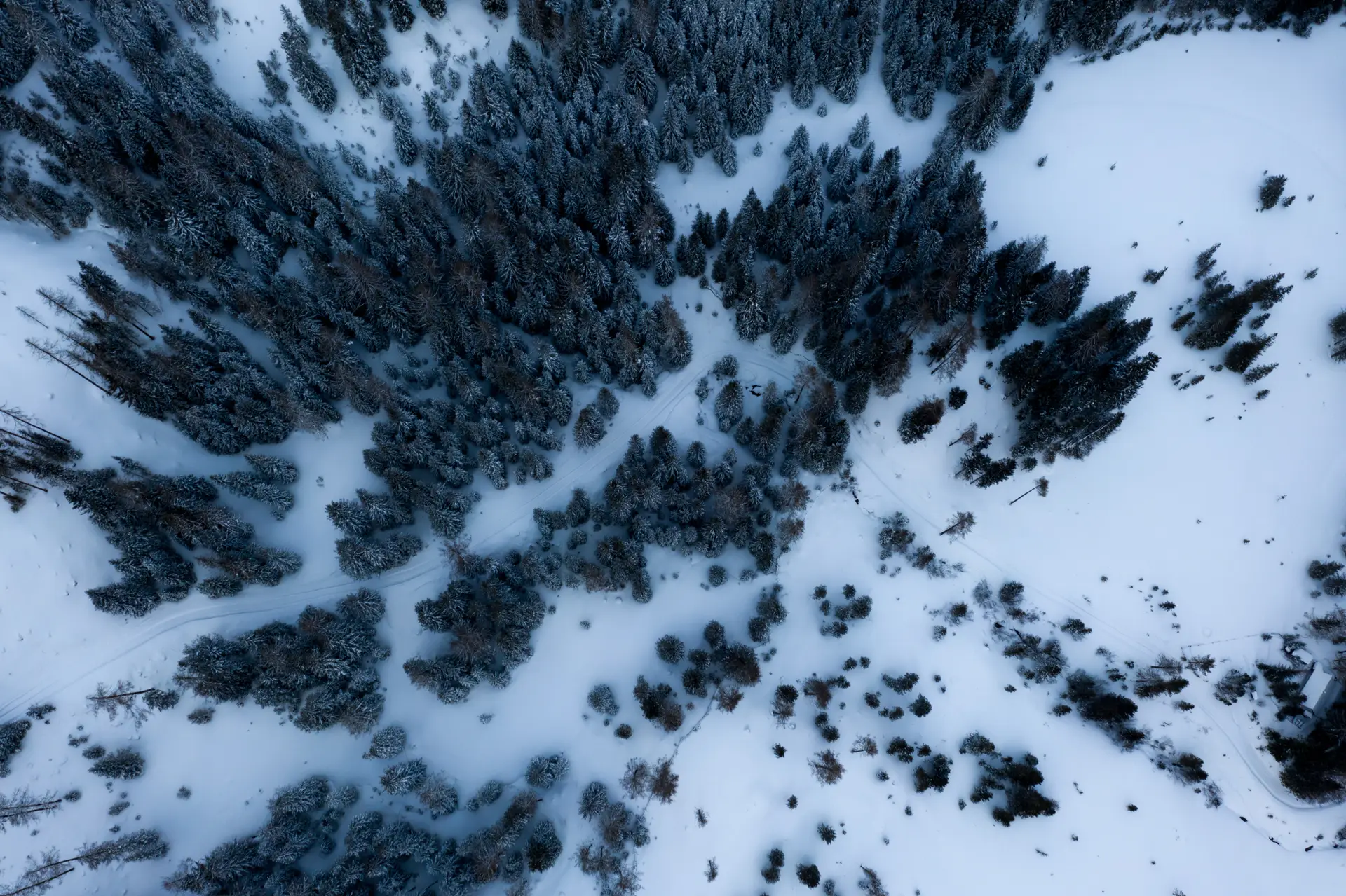 a_snowy_forest_with_trees.jpg