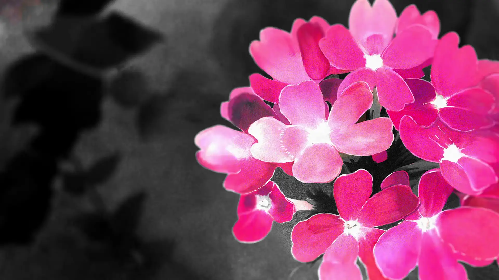 a_group_of_pink_flowers_01.png