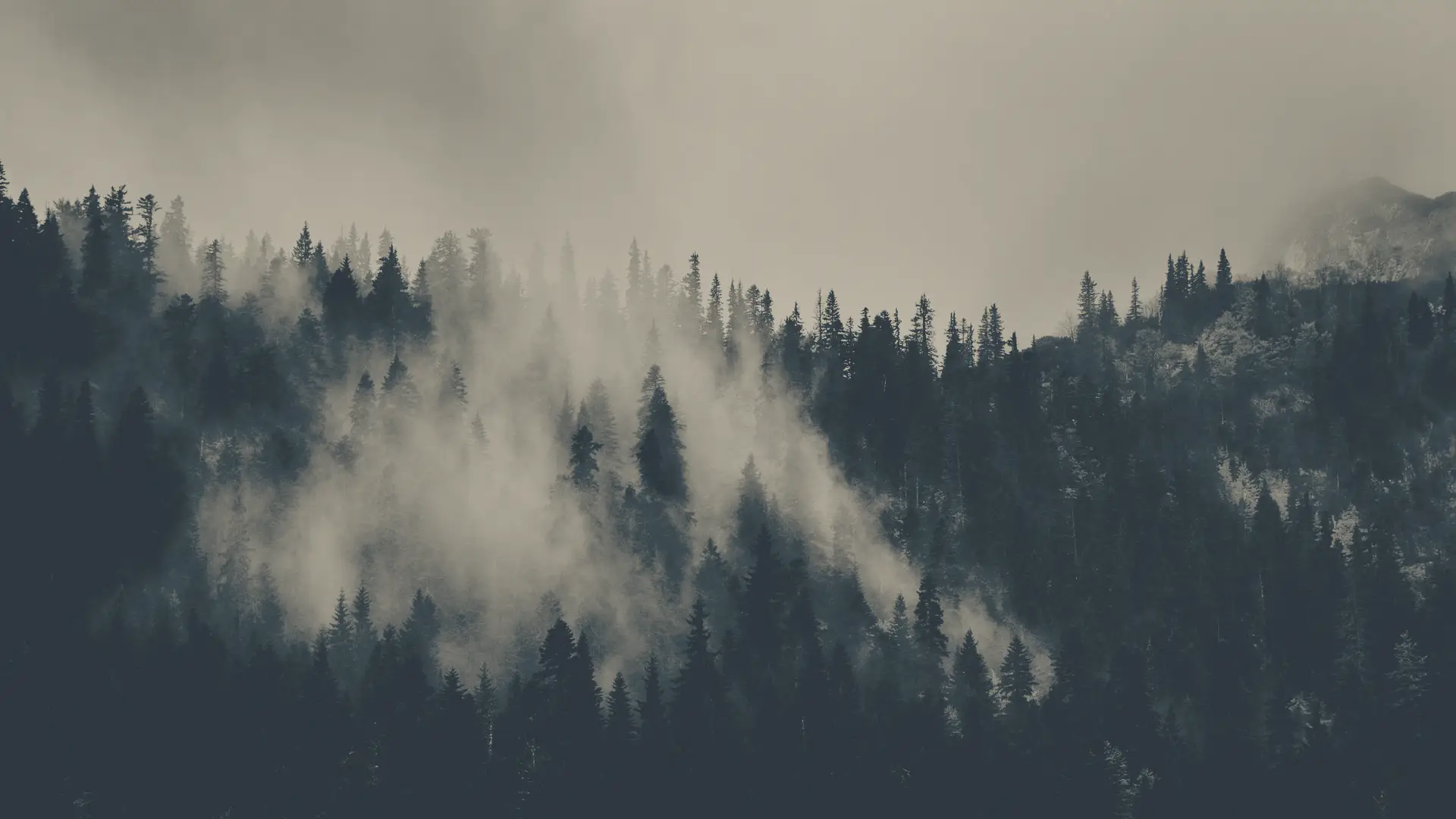 a_foggy_forest_with_trees_01.png