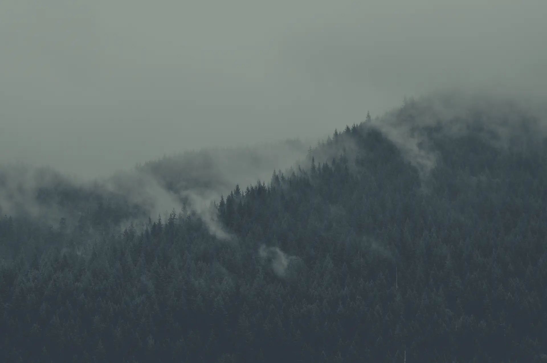 a_foggy_mountain_with_trees.png