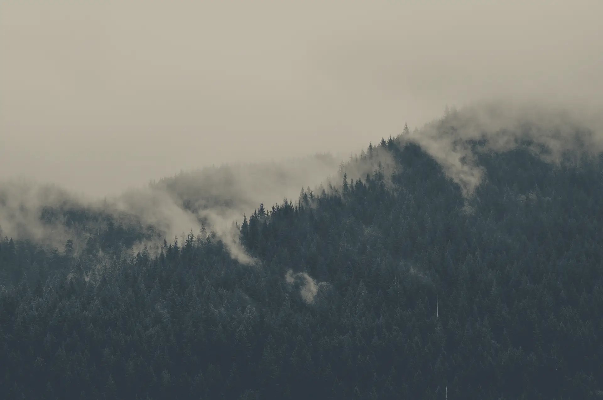 a_foggy_mountain_with_trees_01.png