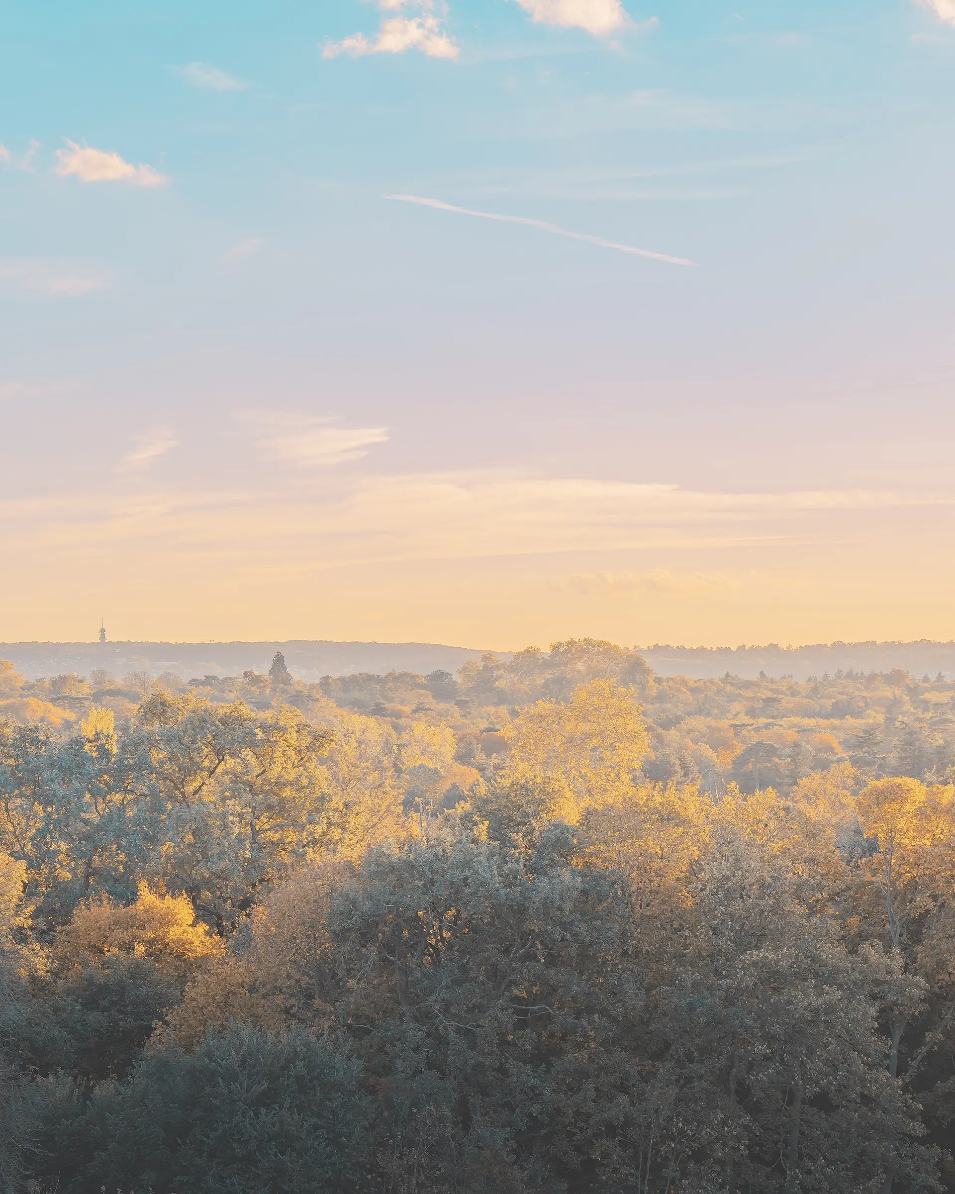 a_landscape_of_trees_with_yellow_leaves.jpg