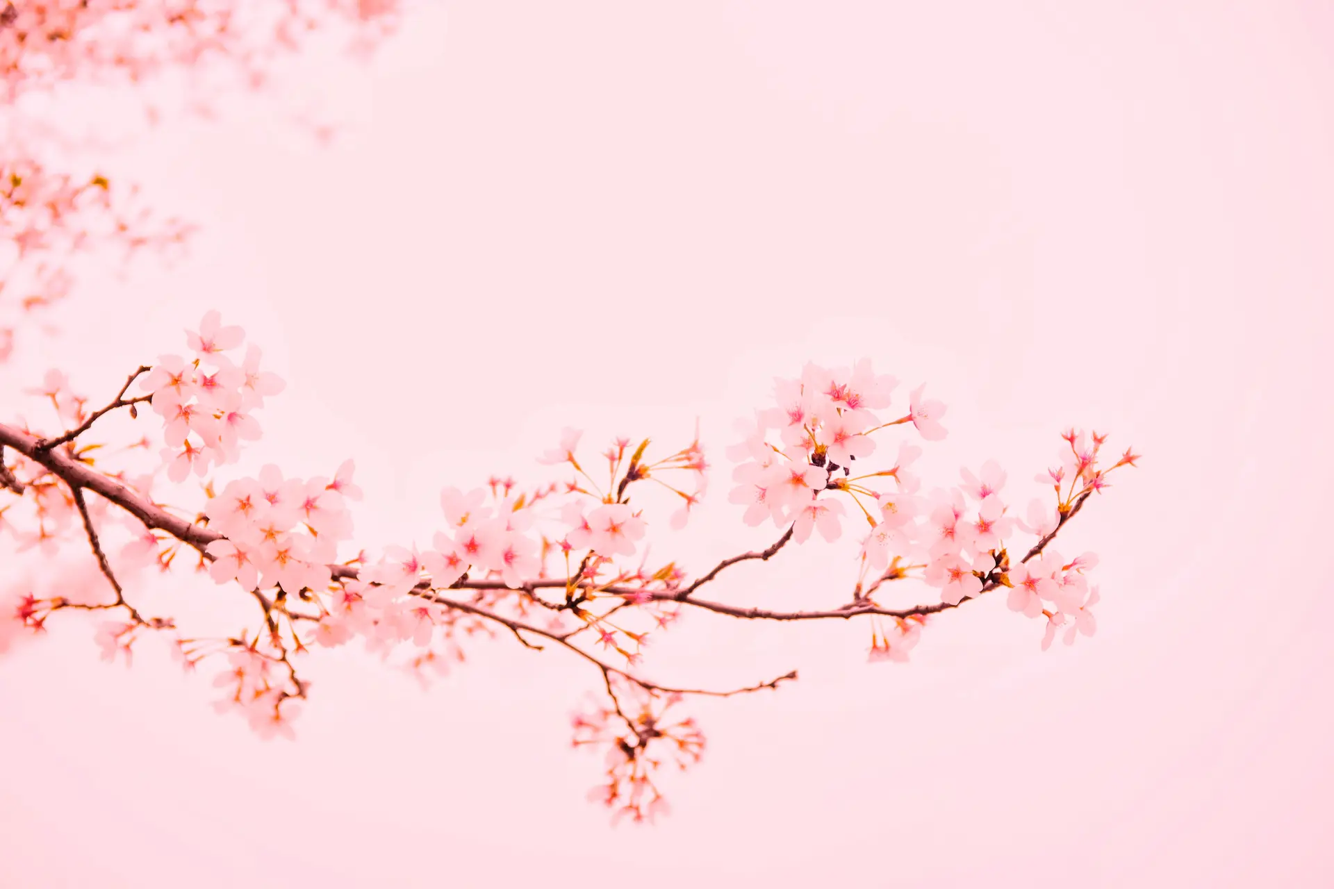 a_branch_with_pink_flowers_01.jpg