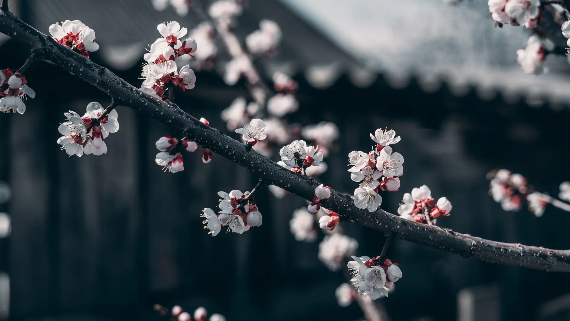 a_branch_with_white_flowers.png