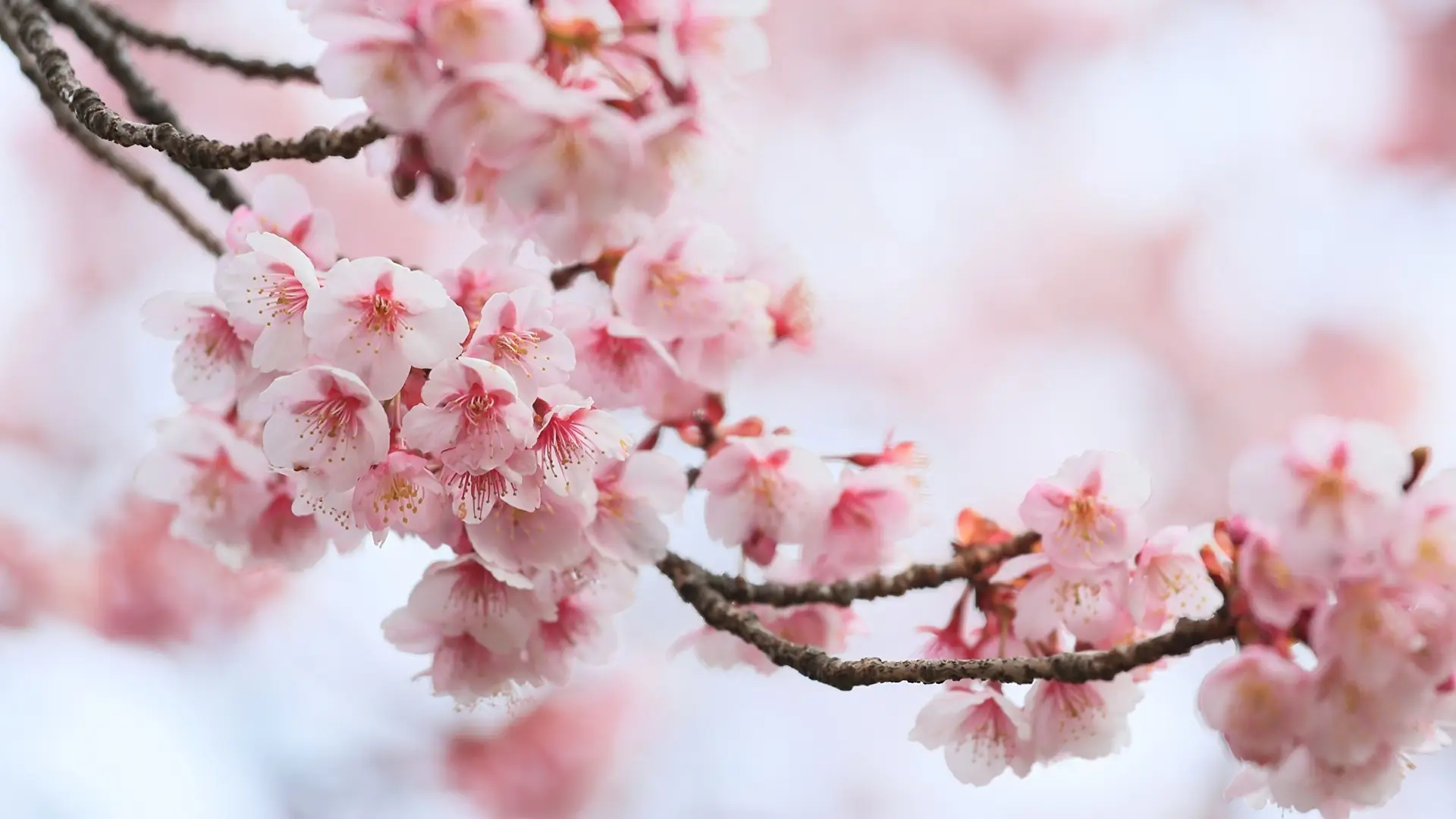 a_close_up_of_a_branch_with_pink_flowers.jpg