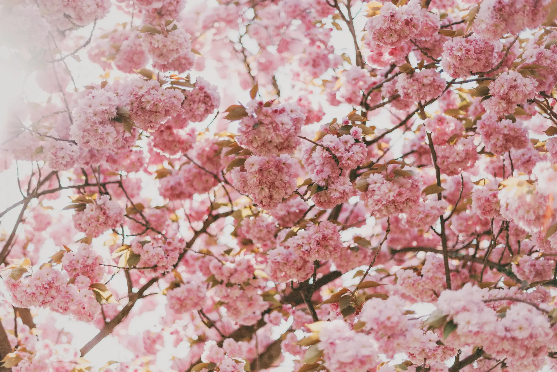 a_tree_with_pink_flowers.jpg