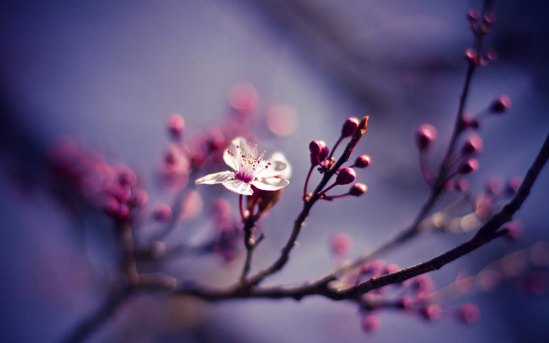 a_white_flower_on_a_tree_branch.jpg