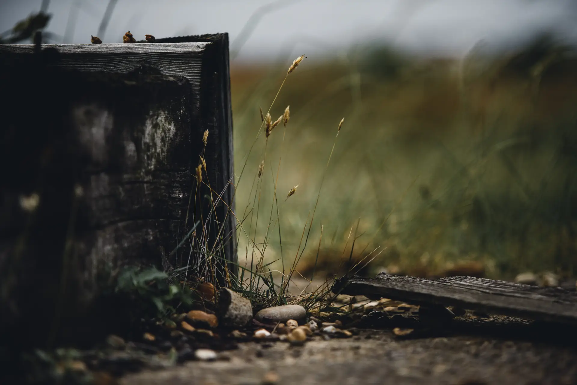 a_grass_growing_out_of_a_wood_box.jpg