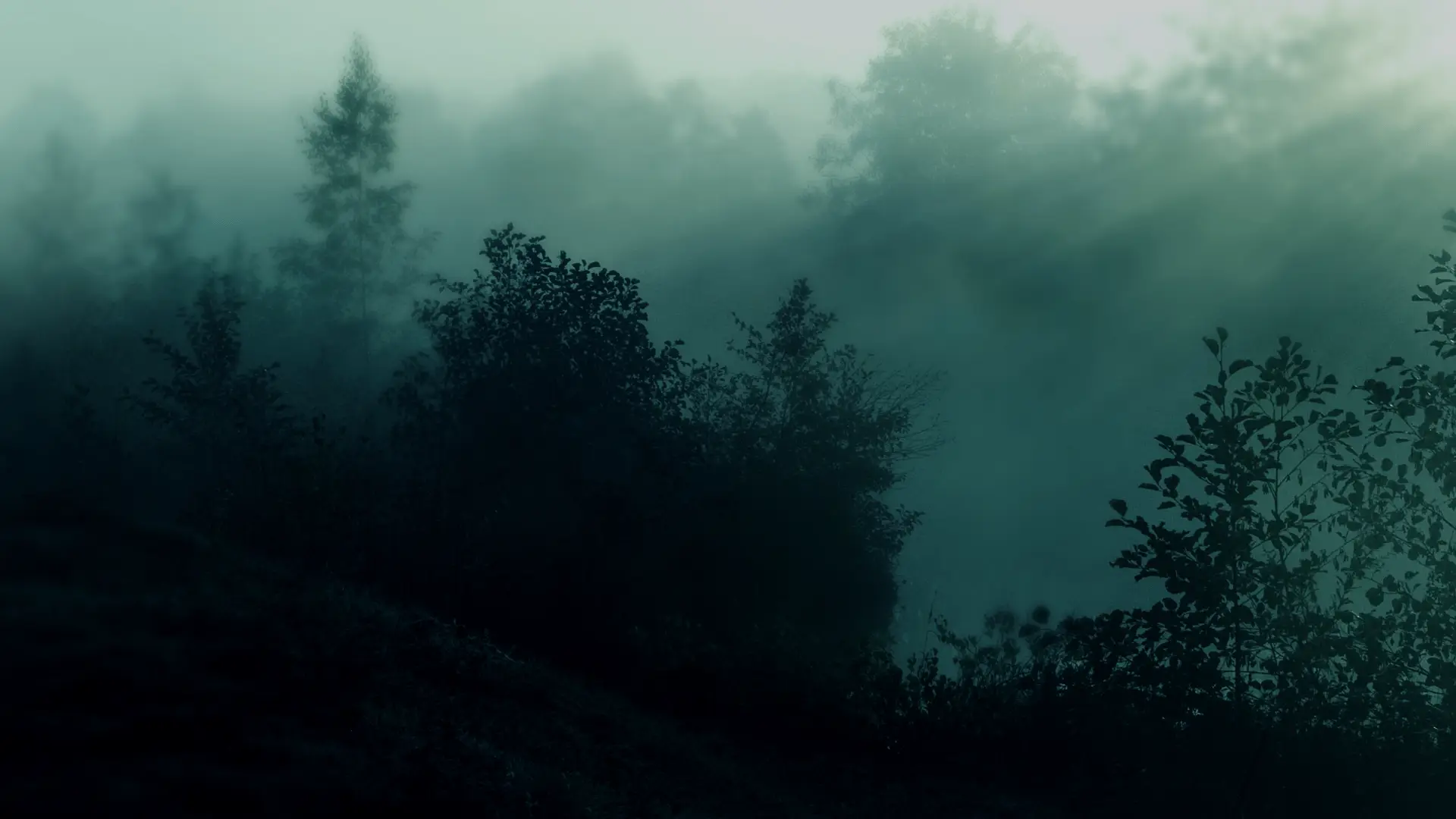 a_foggy_forest_with_trees_and_bushes.png