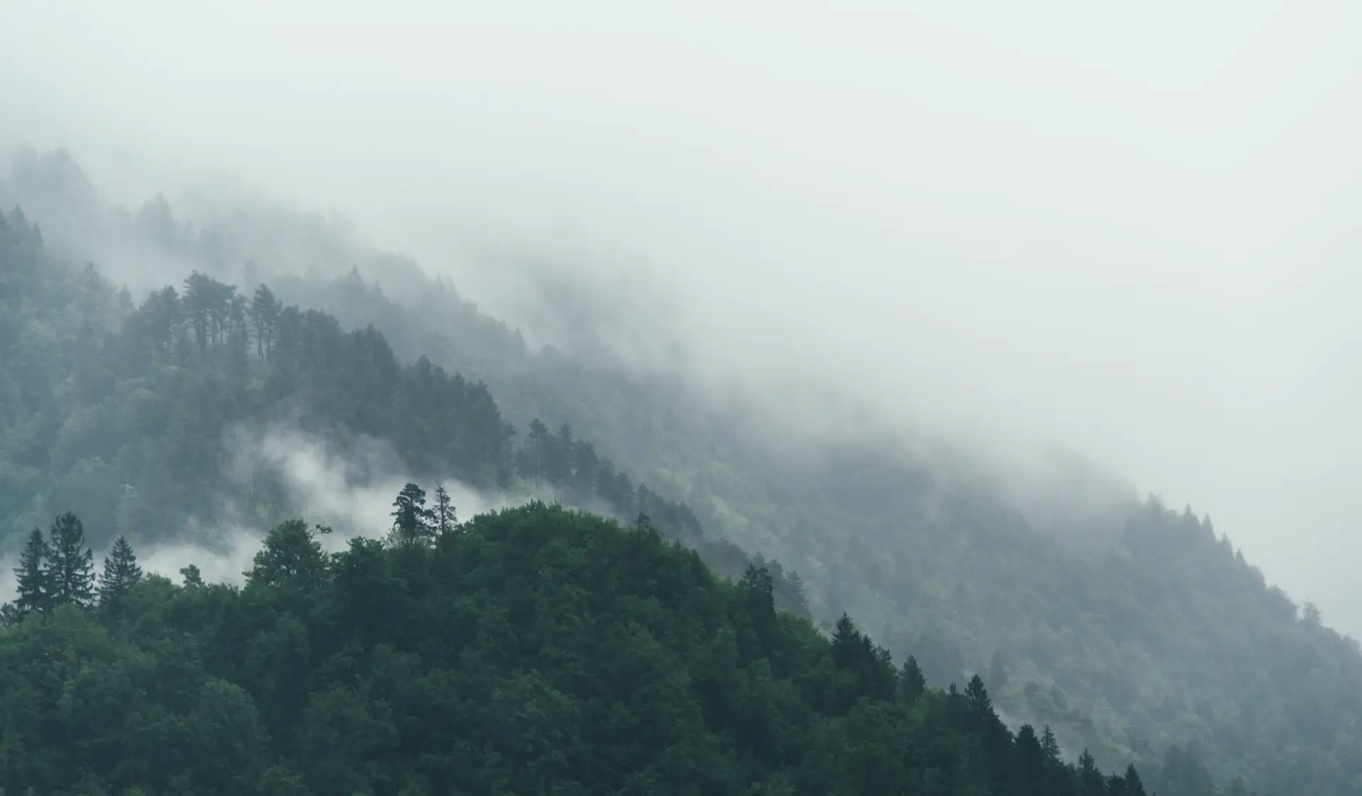 a_foggy_mountain_with_trees.jpg