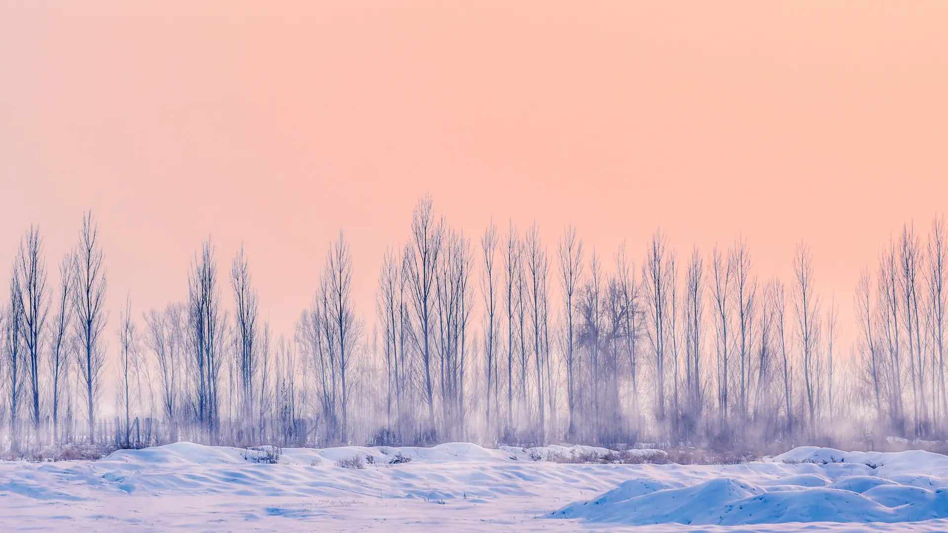 a_group_of_trees_in_a_snowy_field.jpg