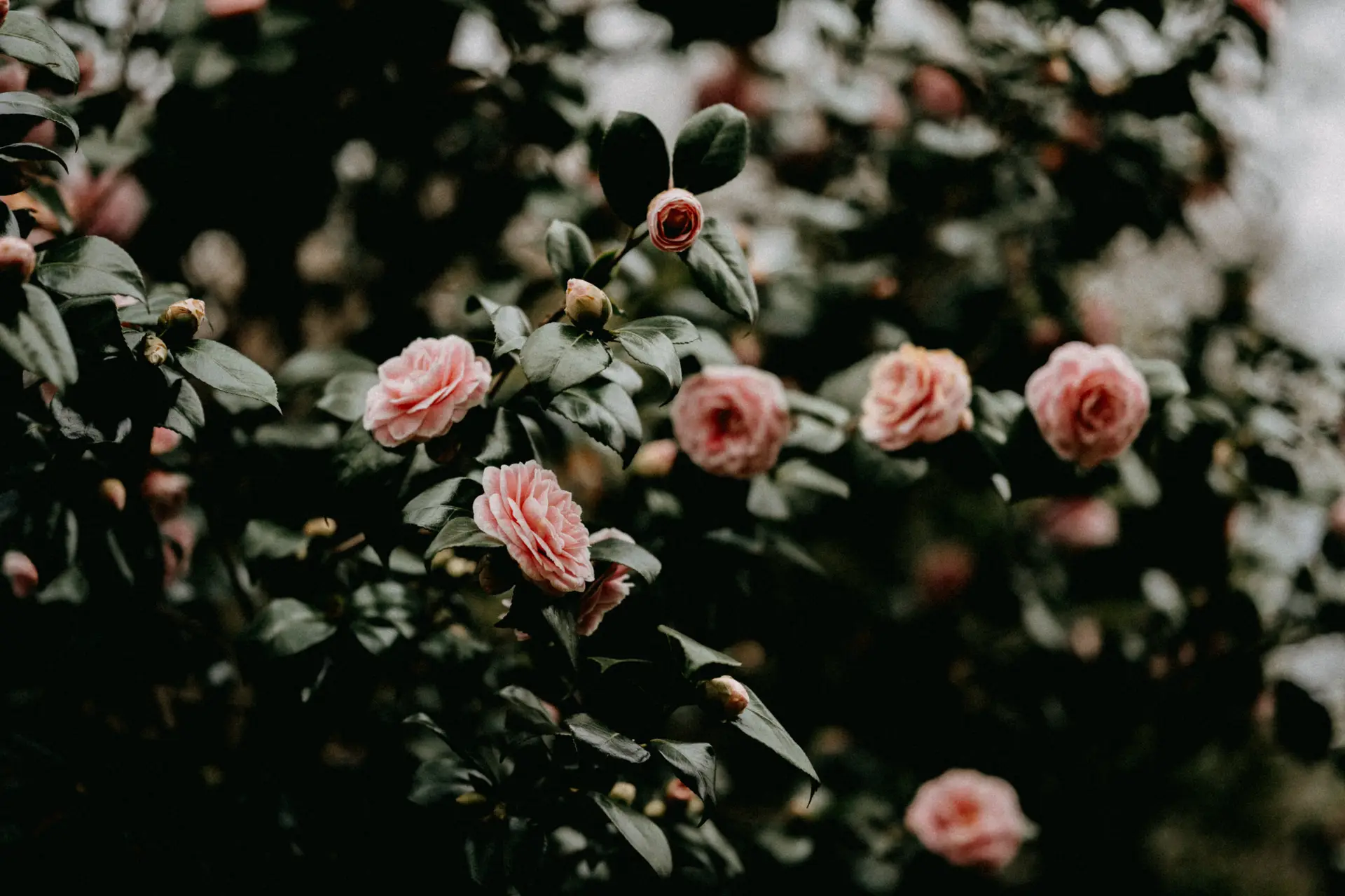 a_close_up_of_a_bush_with_pink_flowers.jpg