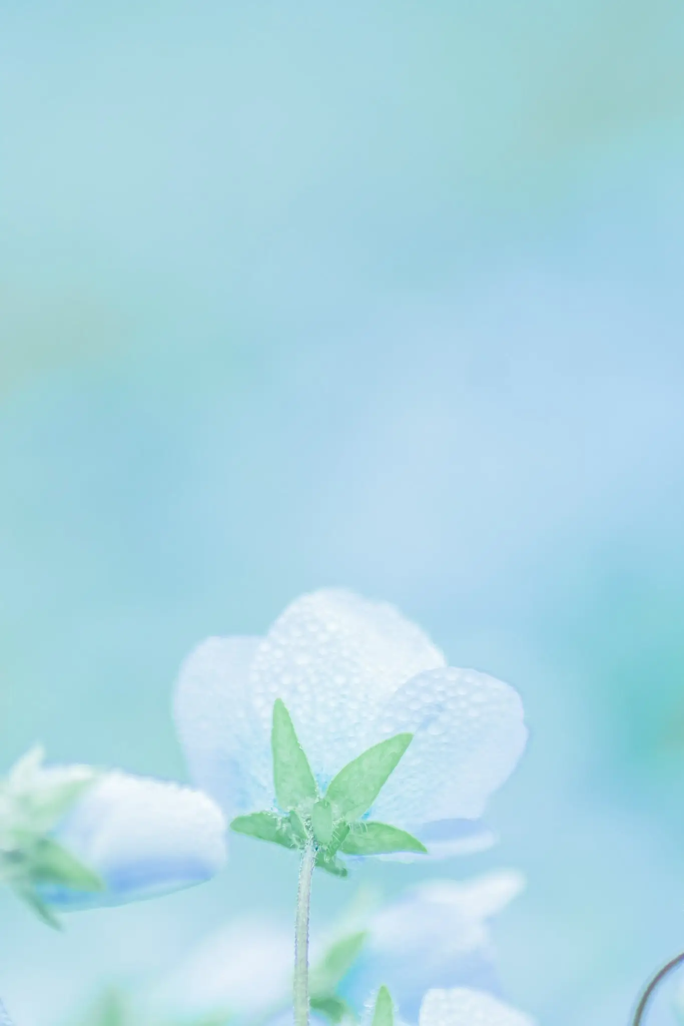 a_close_up_of_a_flower_01.jpg