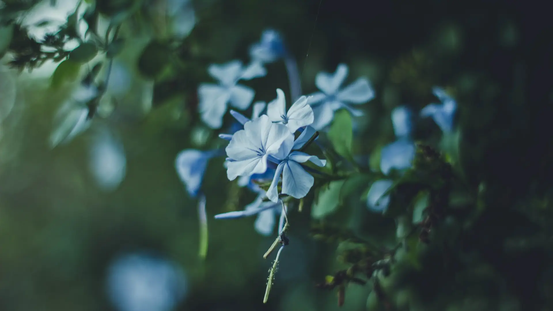 a_close_up_of_a_flower_01.png