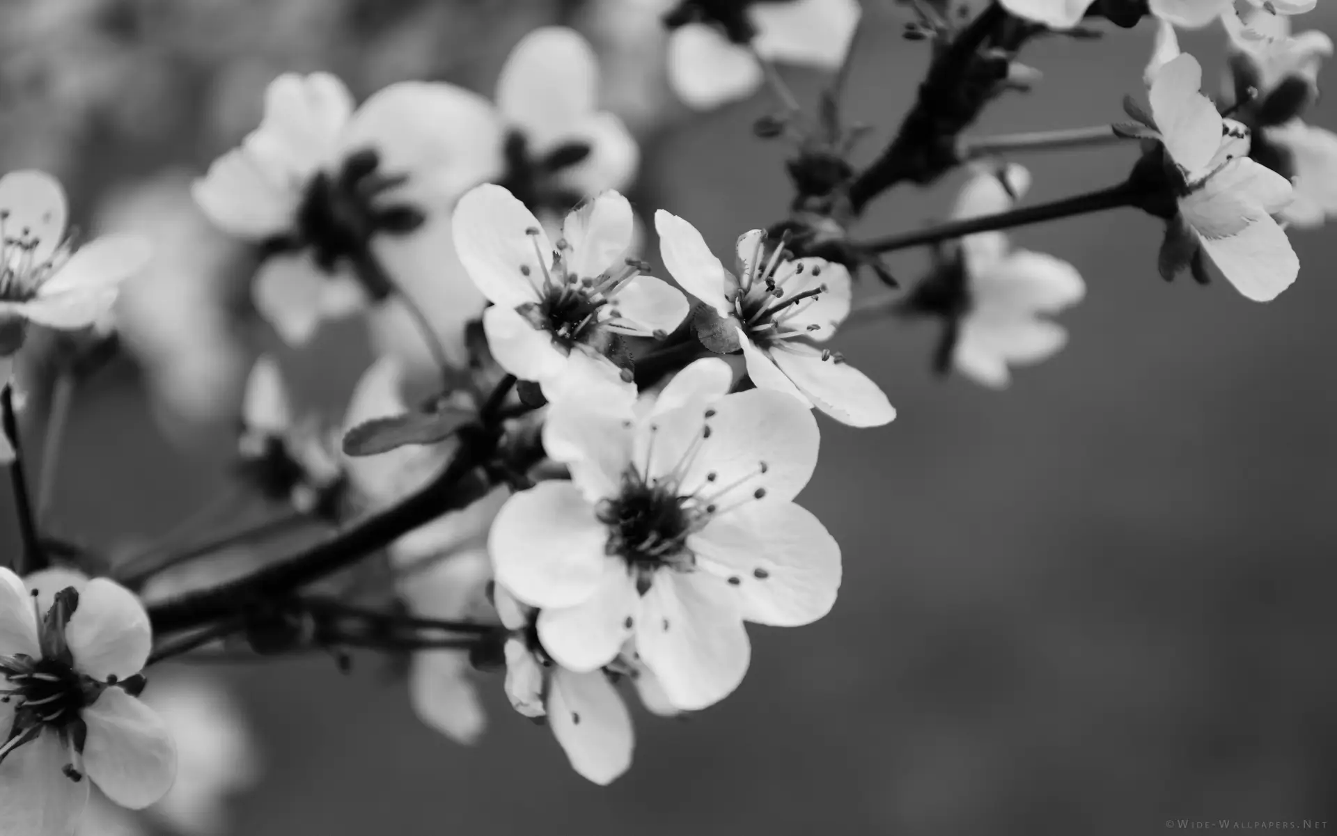 a_close_up_of_a_flower_02.jpg