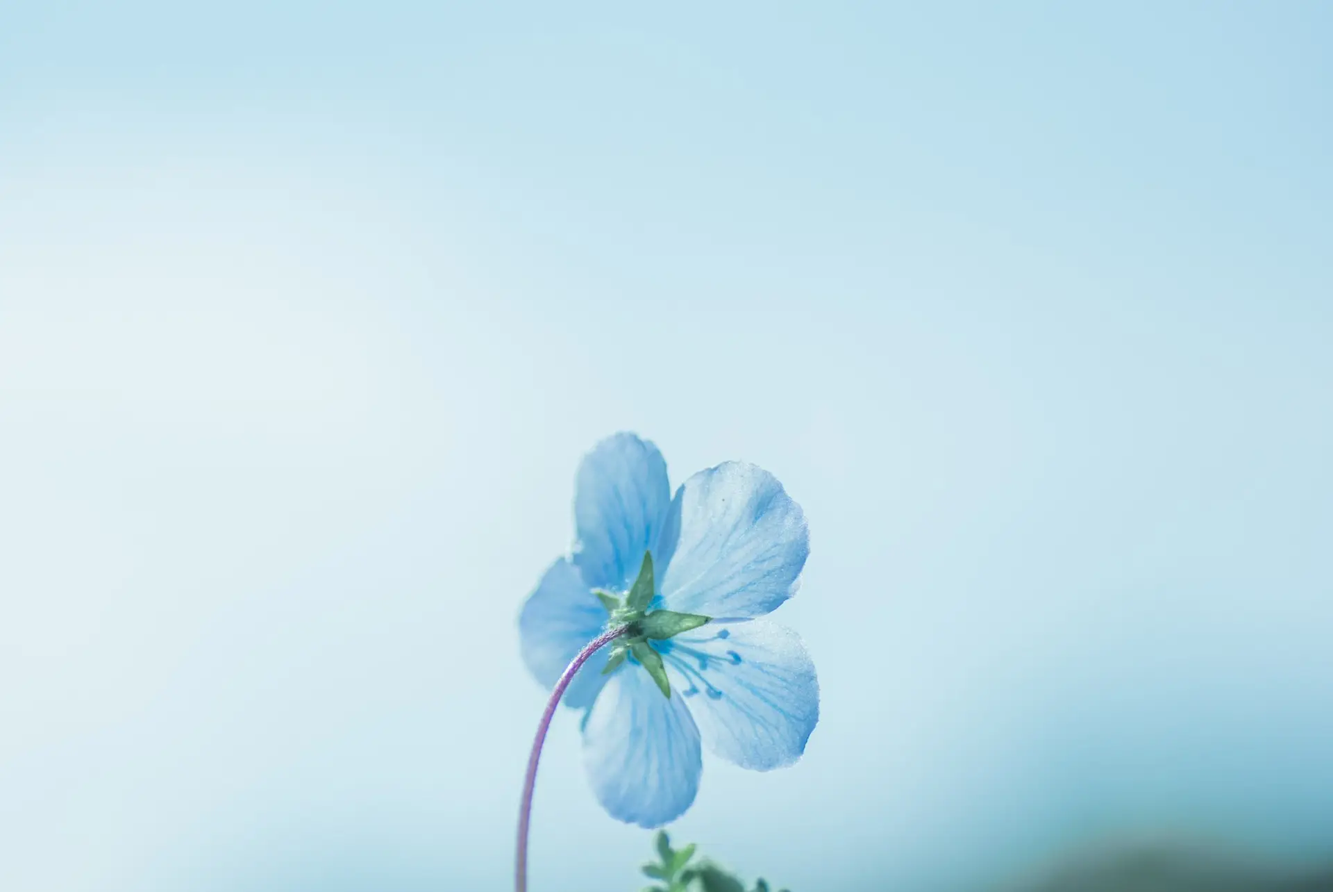 a_close_up_of_a_flower_03.jpg