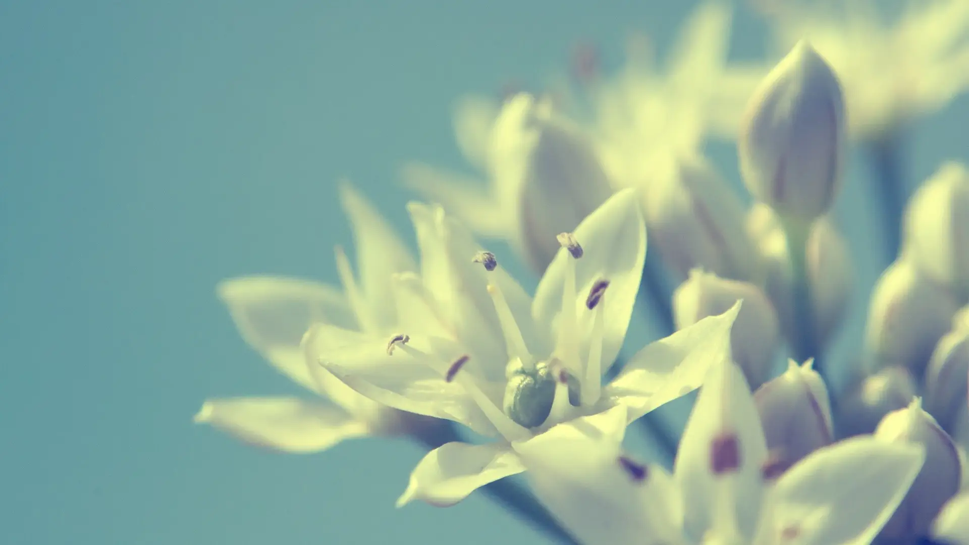 a_close_up_of_a_flower_04.jpg