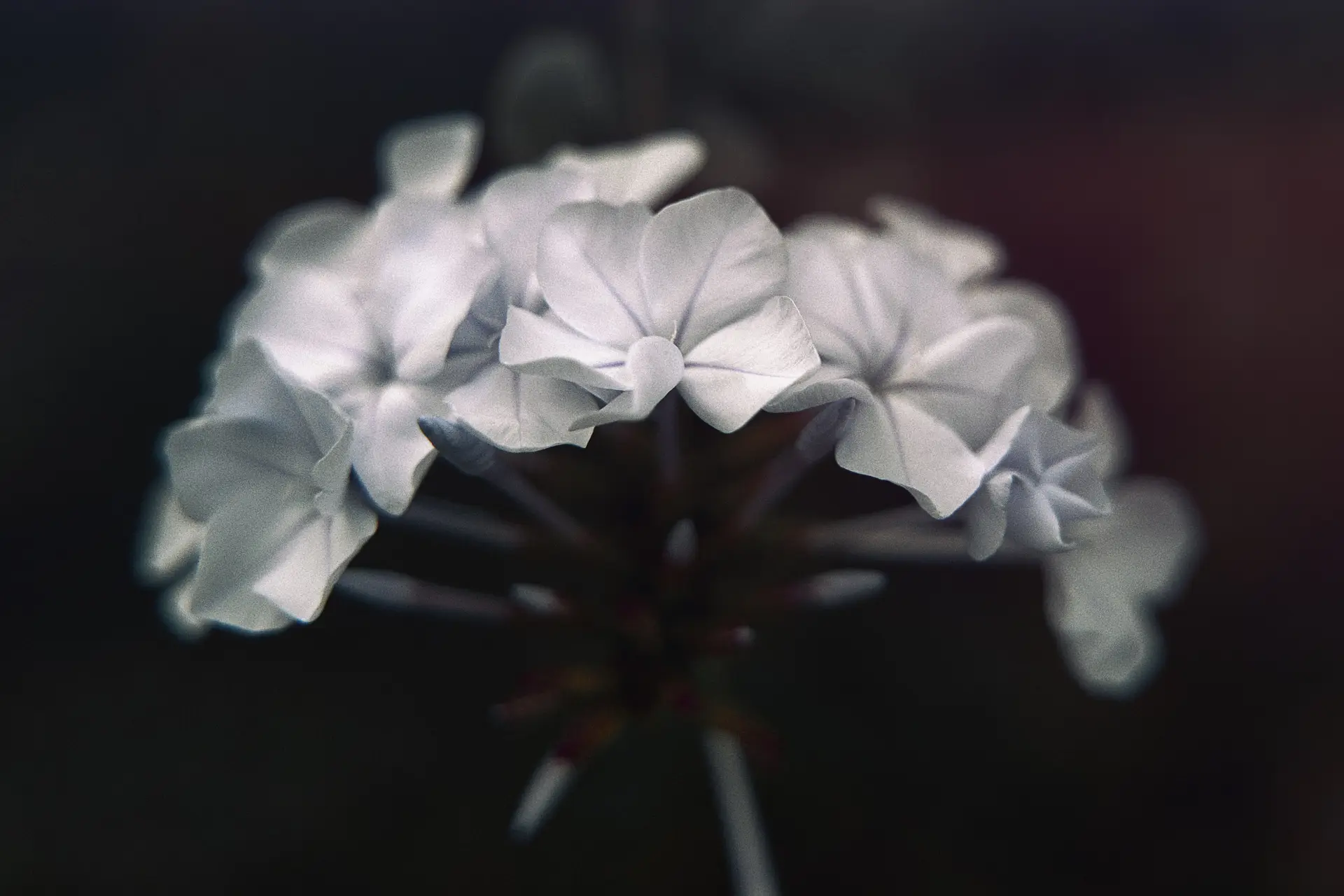 a_close_up_of_a_flower_08.jpg