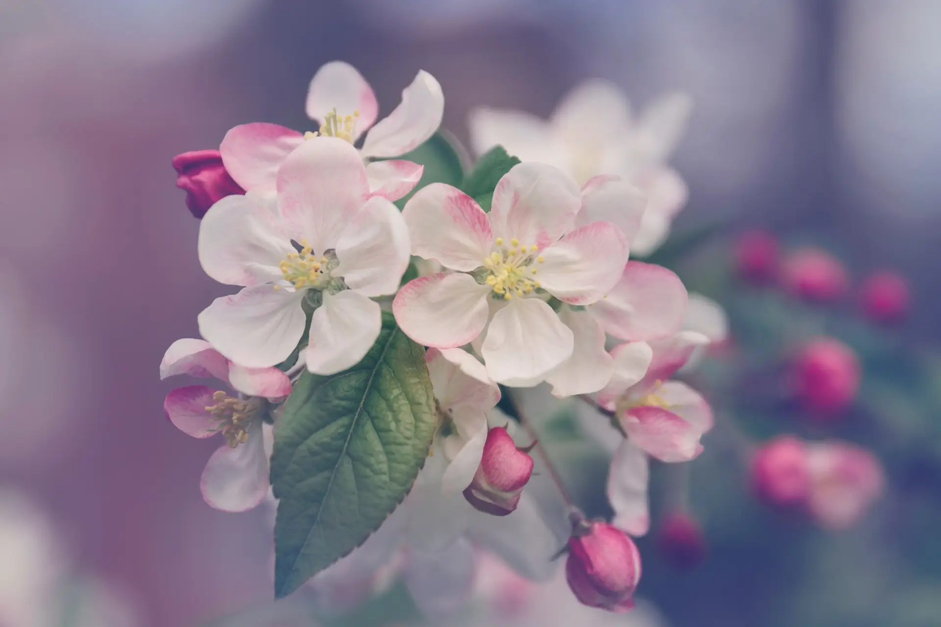 a_close_up_of_a_flower_11.jpg