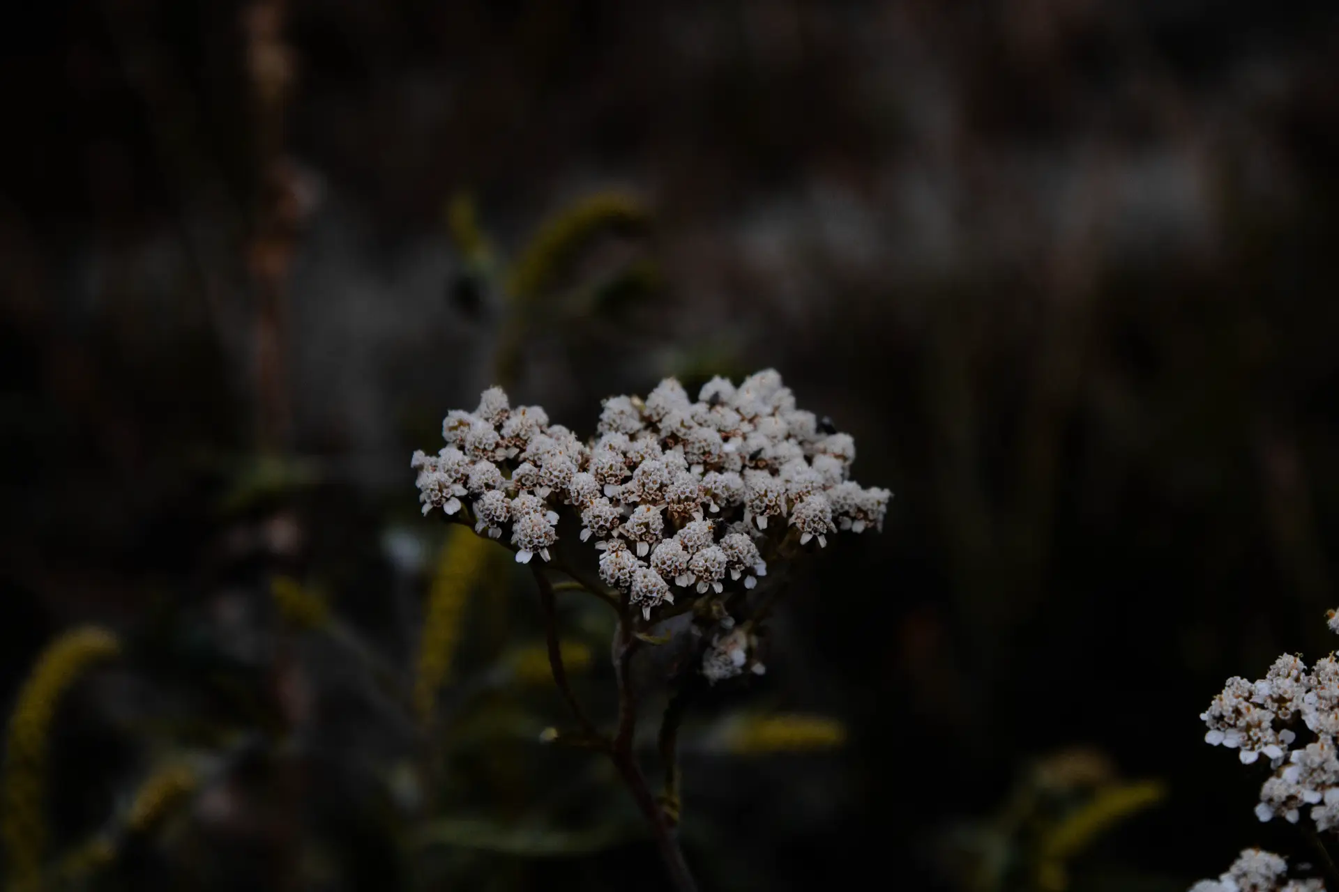 a_close_up_of_a_flower_13.jpg