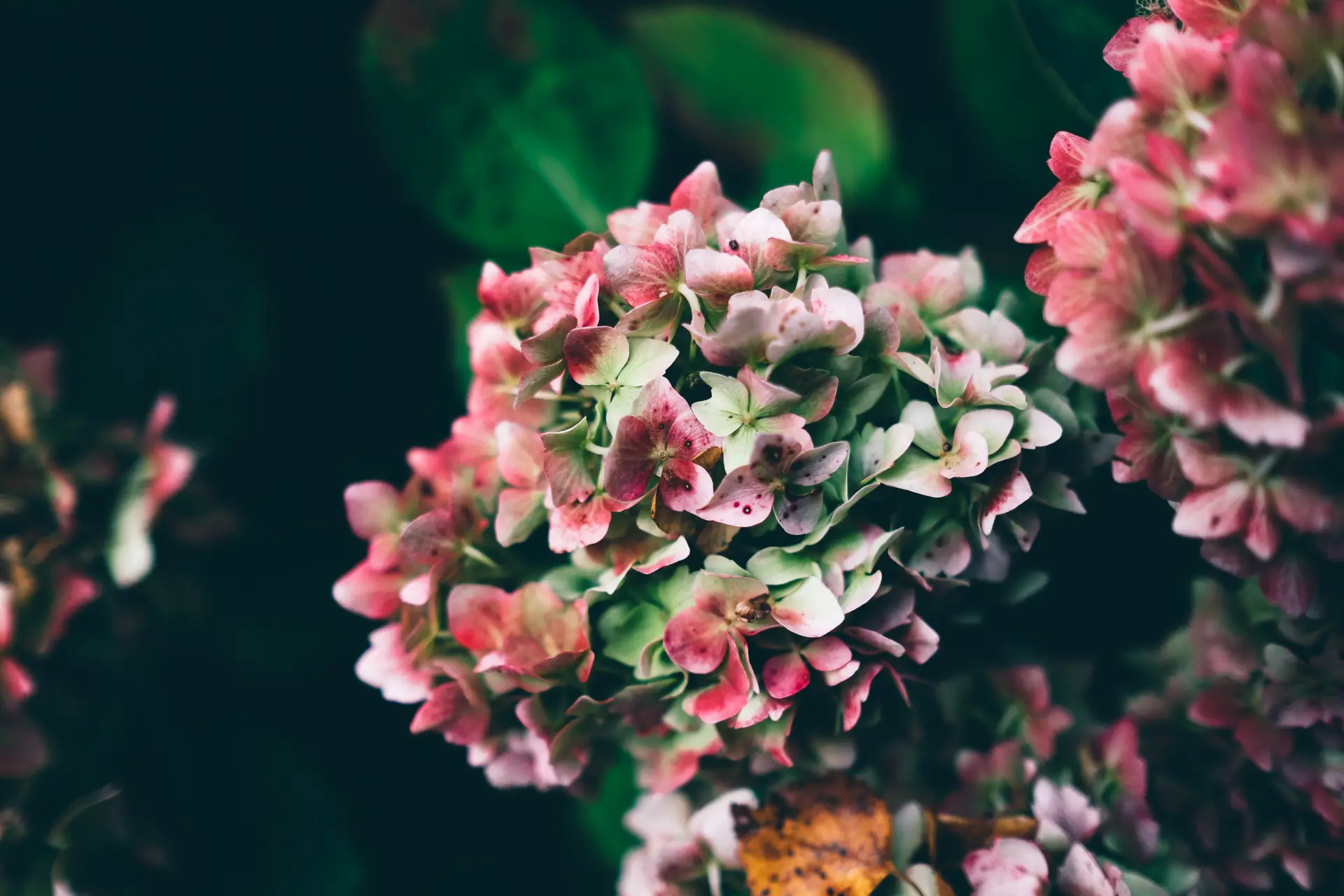 a_close_up_of_a_flower_14.jpg