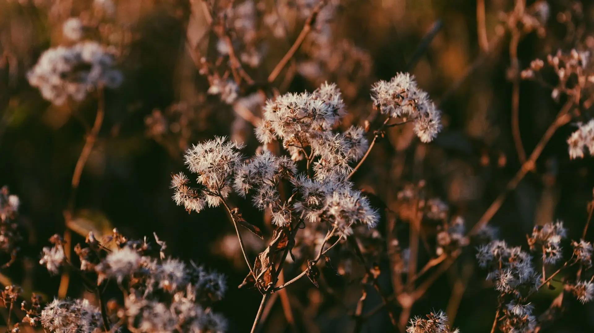 a_close_up_of_a_plant_03.jpg