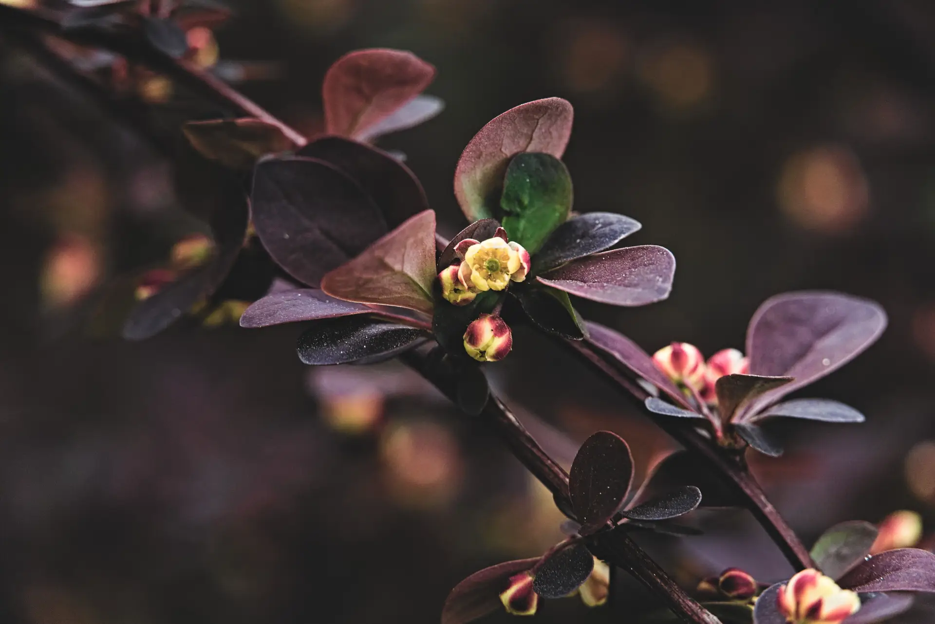 a_close_up_of_a_plant_04.jpg