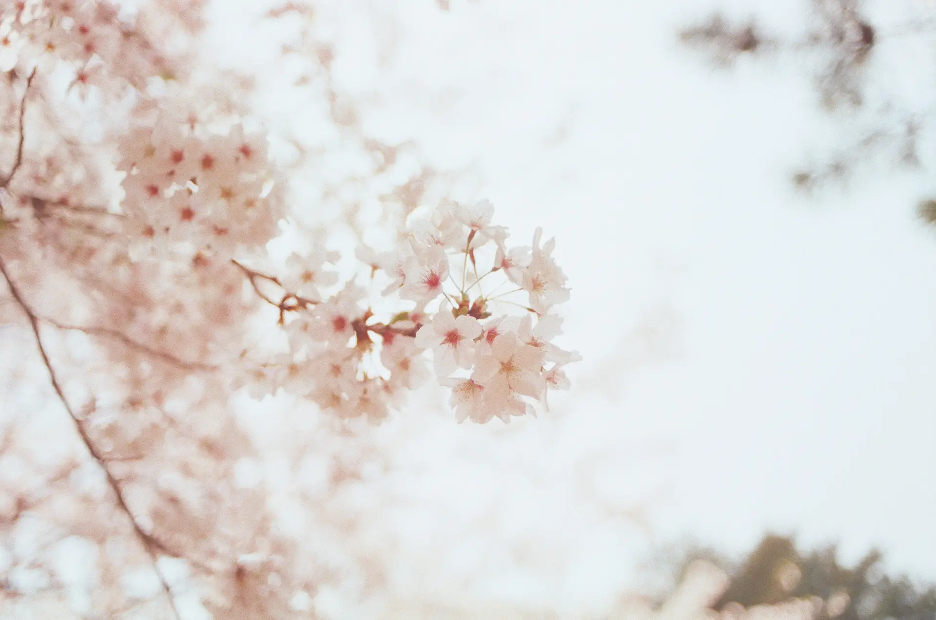 a_close_up_of_a_tree_with_pink_flowers.jpg