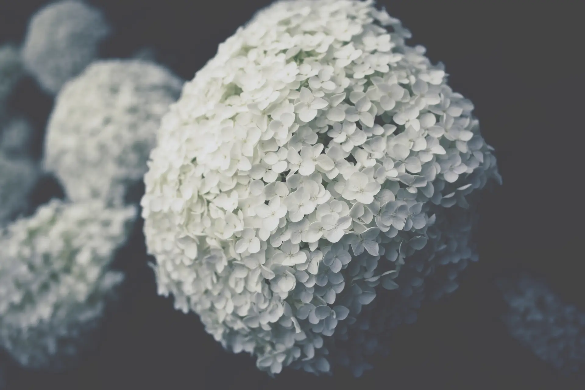 a_close_up_of_a_white_ball_of_flowers.jpg