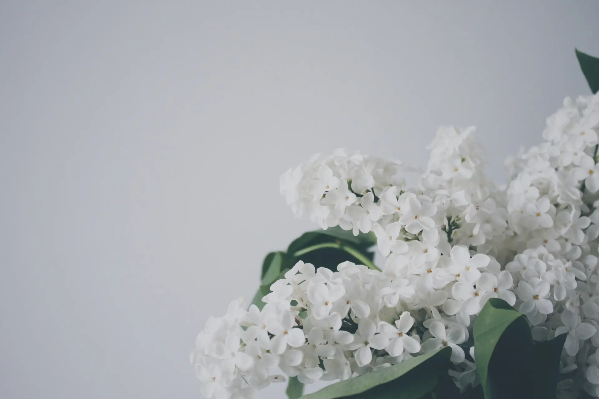 a_close_up_of_a_white_flower.jpg