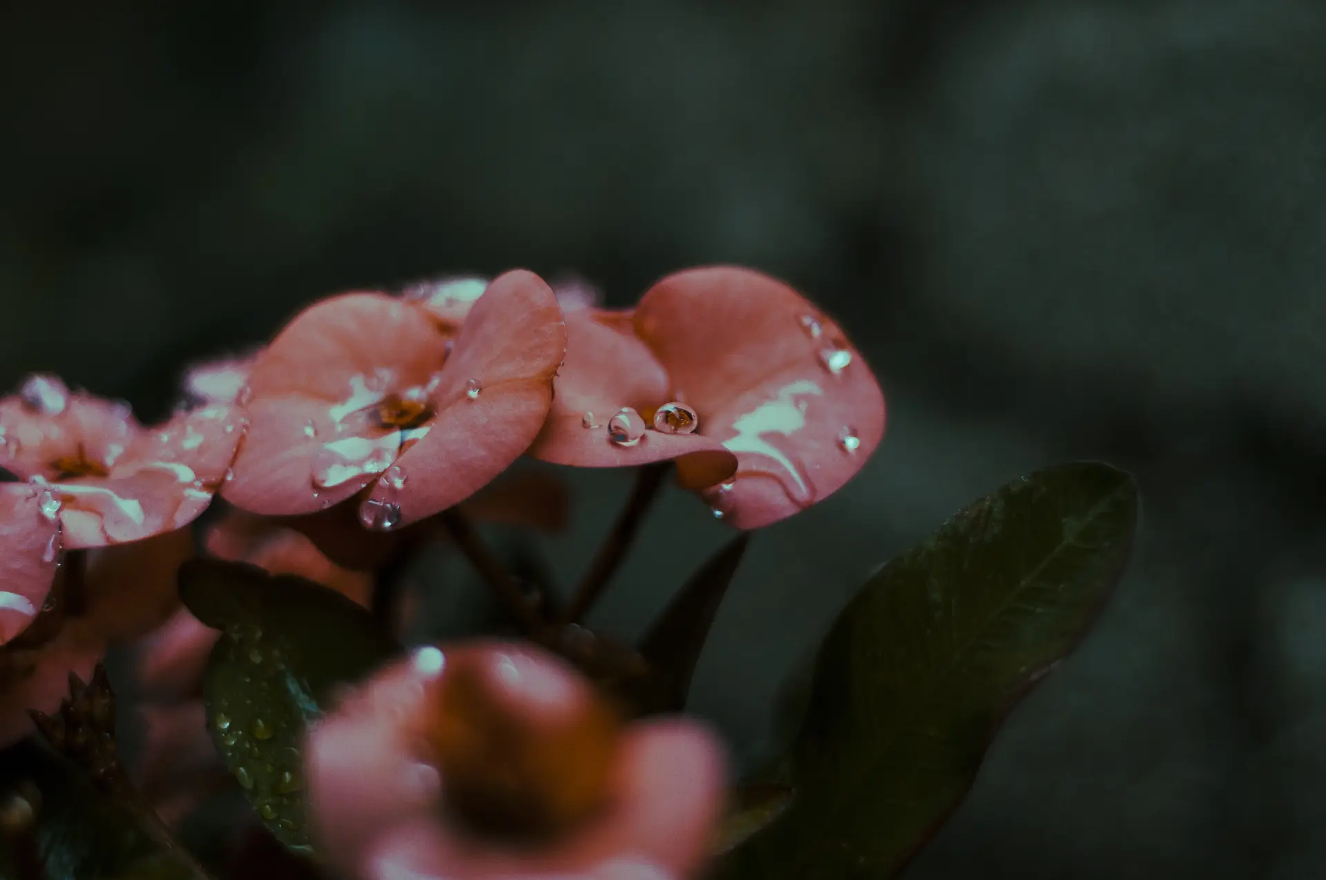 a_close_up_of_flowers.jpg