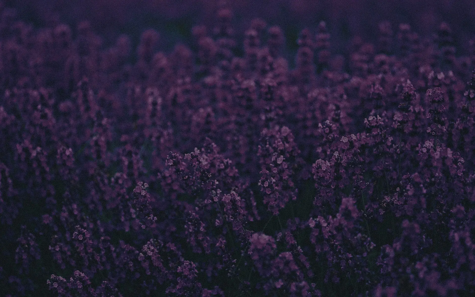 a_close_up_of_purple_flowers.jpg