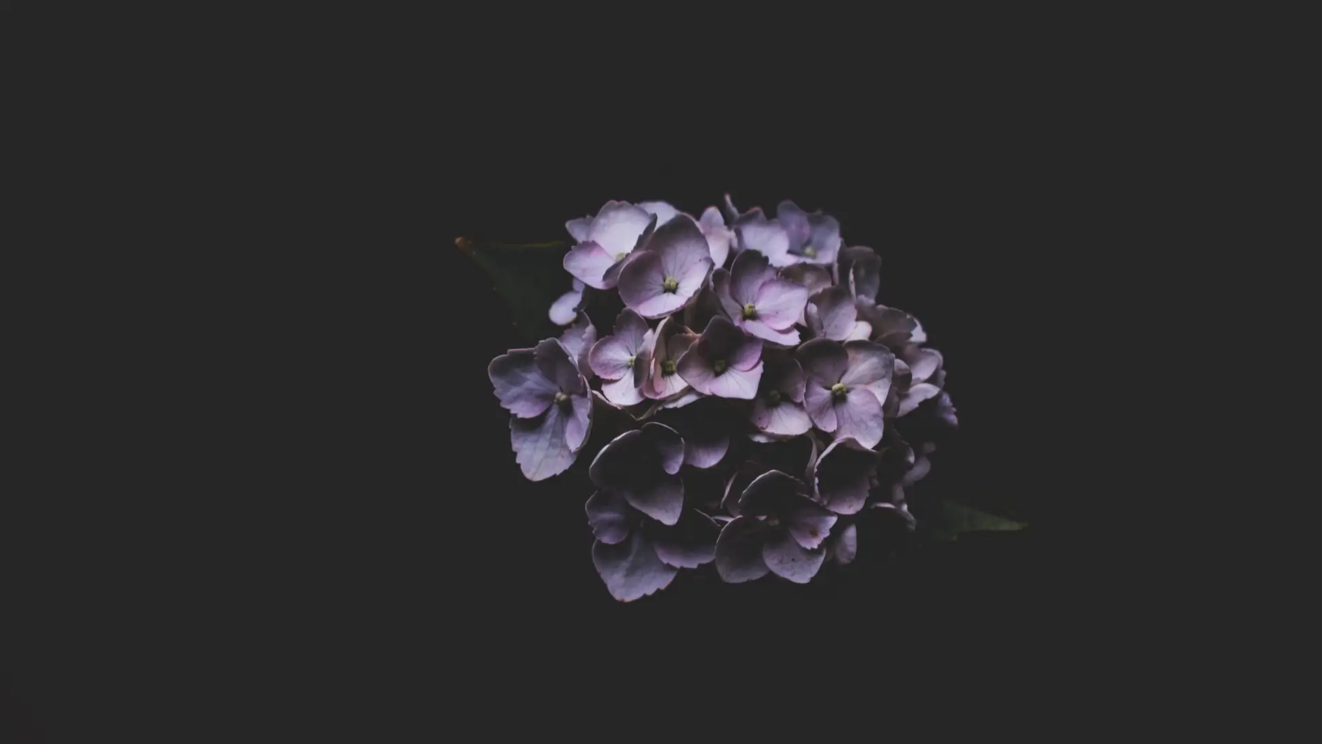 a_close_up_of_purple_flowers.png