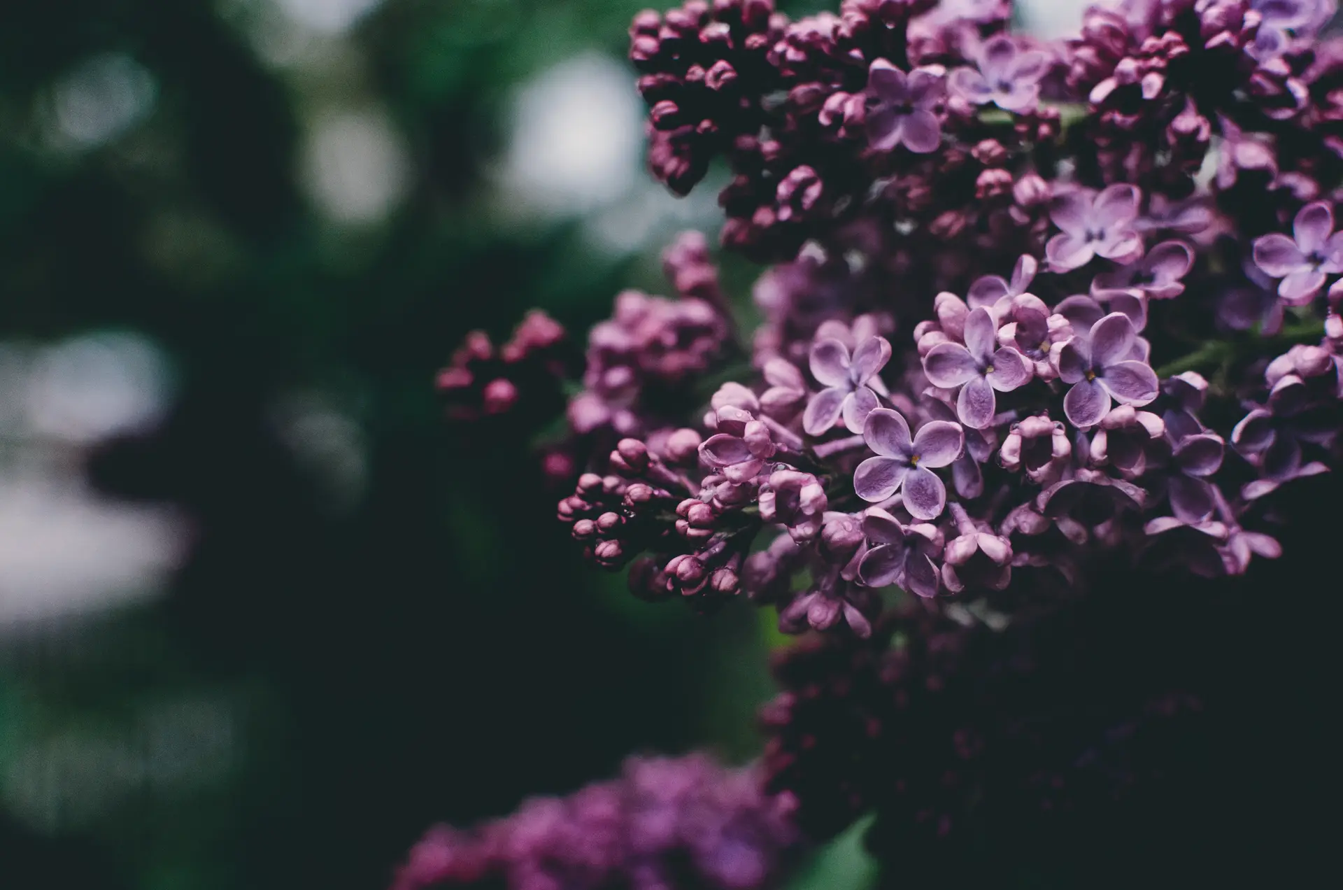 a_close_up_of_purple_flowers_01.jpg