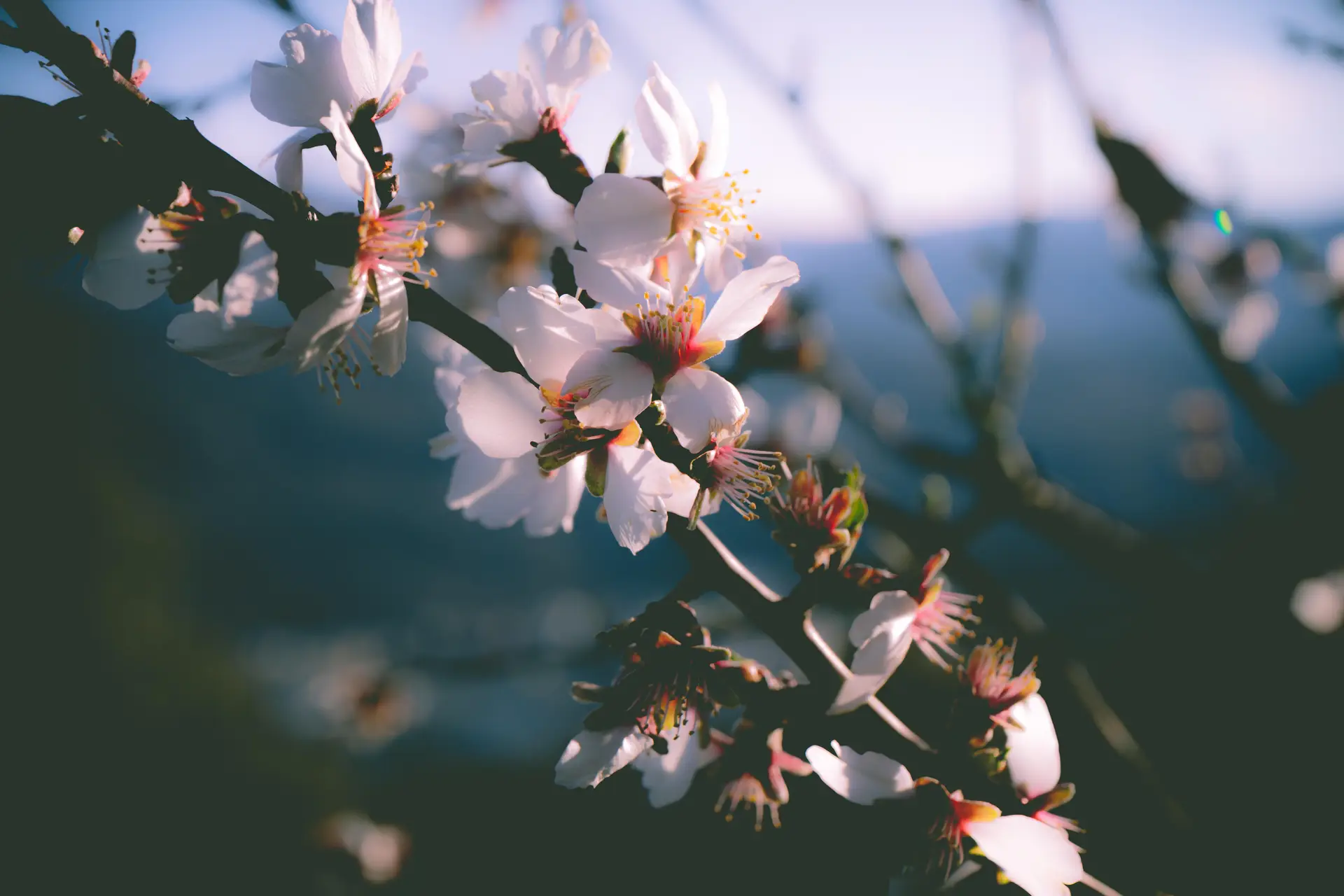 a_close_up_of_white_flowers.jpg