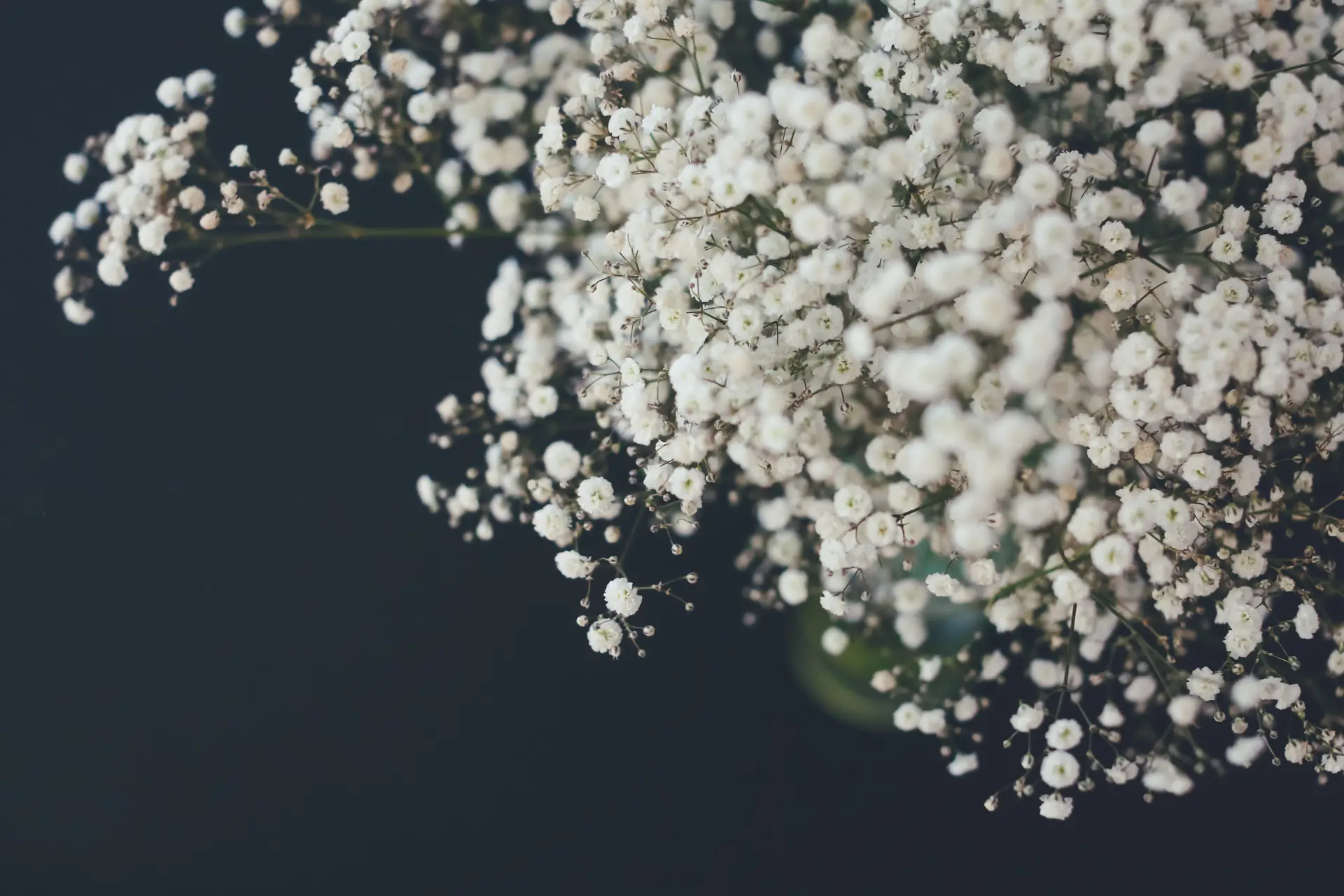 a_close_up_of_white_flowers_01.jpg