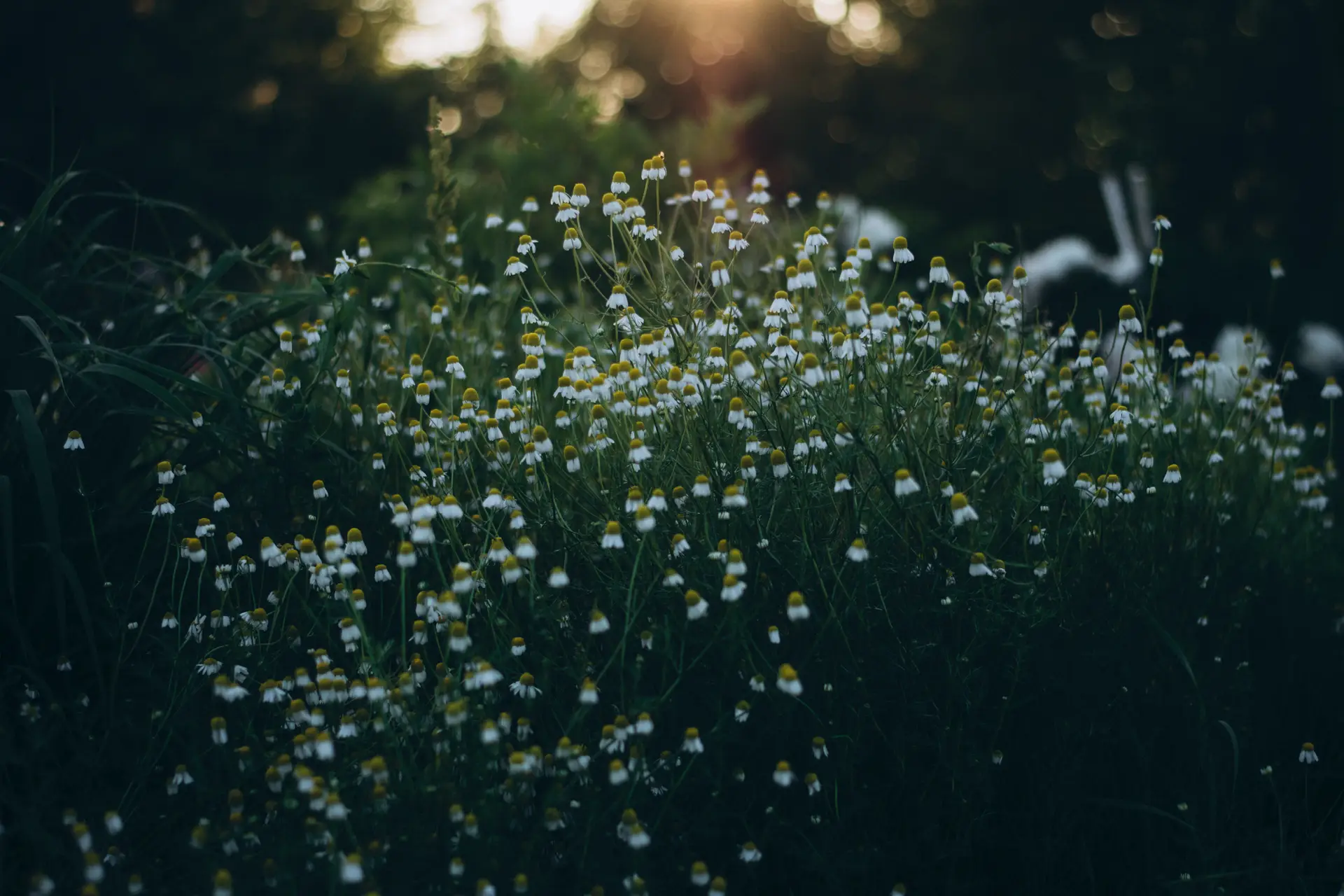 a_field_of_white_and_yellow_flowers.jpg