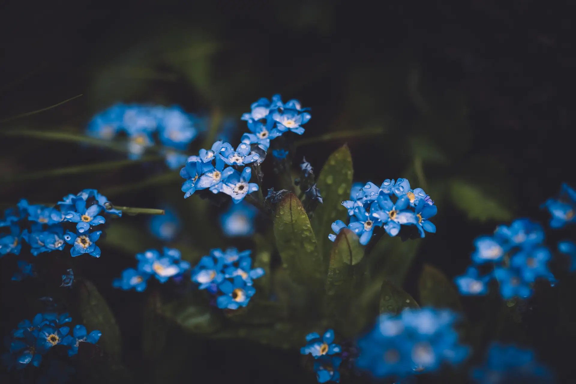 a_group_of_blue_flowers.jpg