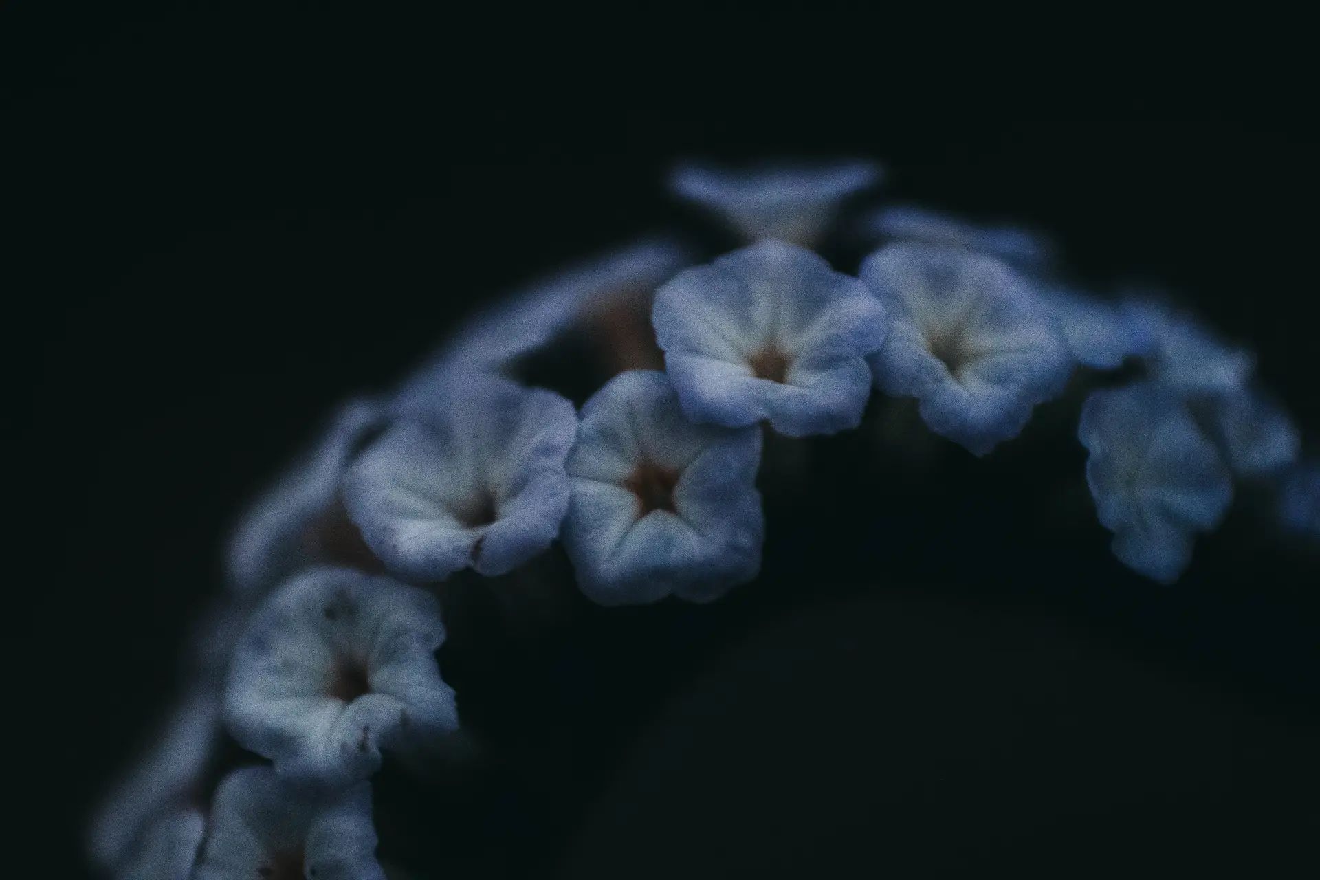 a_group_of_flowers_on_a_black_background.jpg