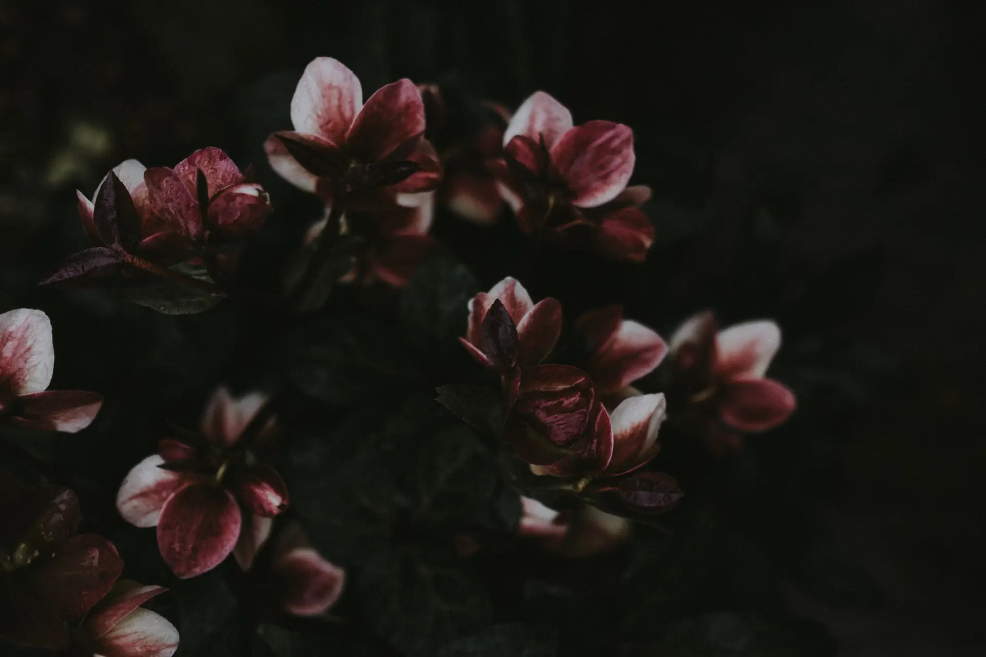 a_group_of_flowers_on_a_plant.jpg