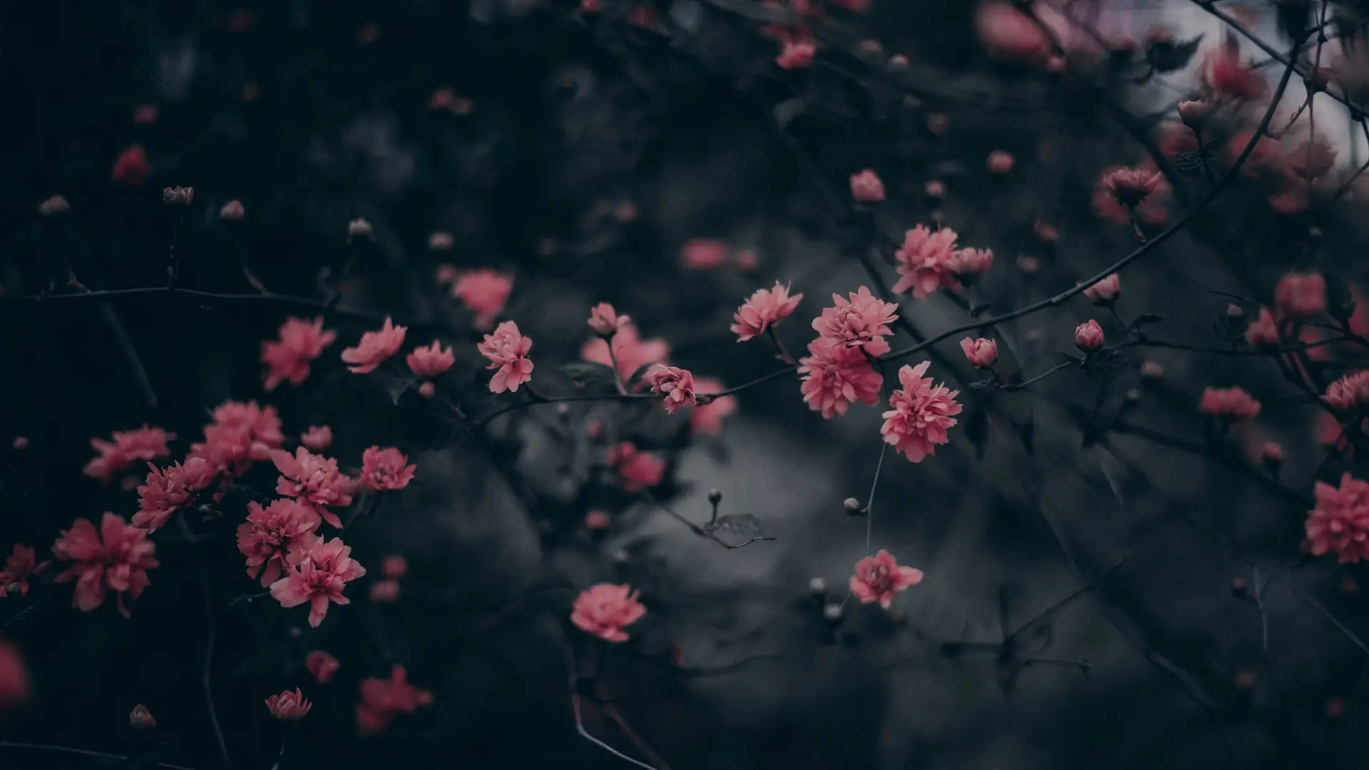 a_group_of_pink_flowers_on_a_tree.jpg