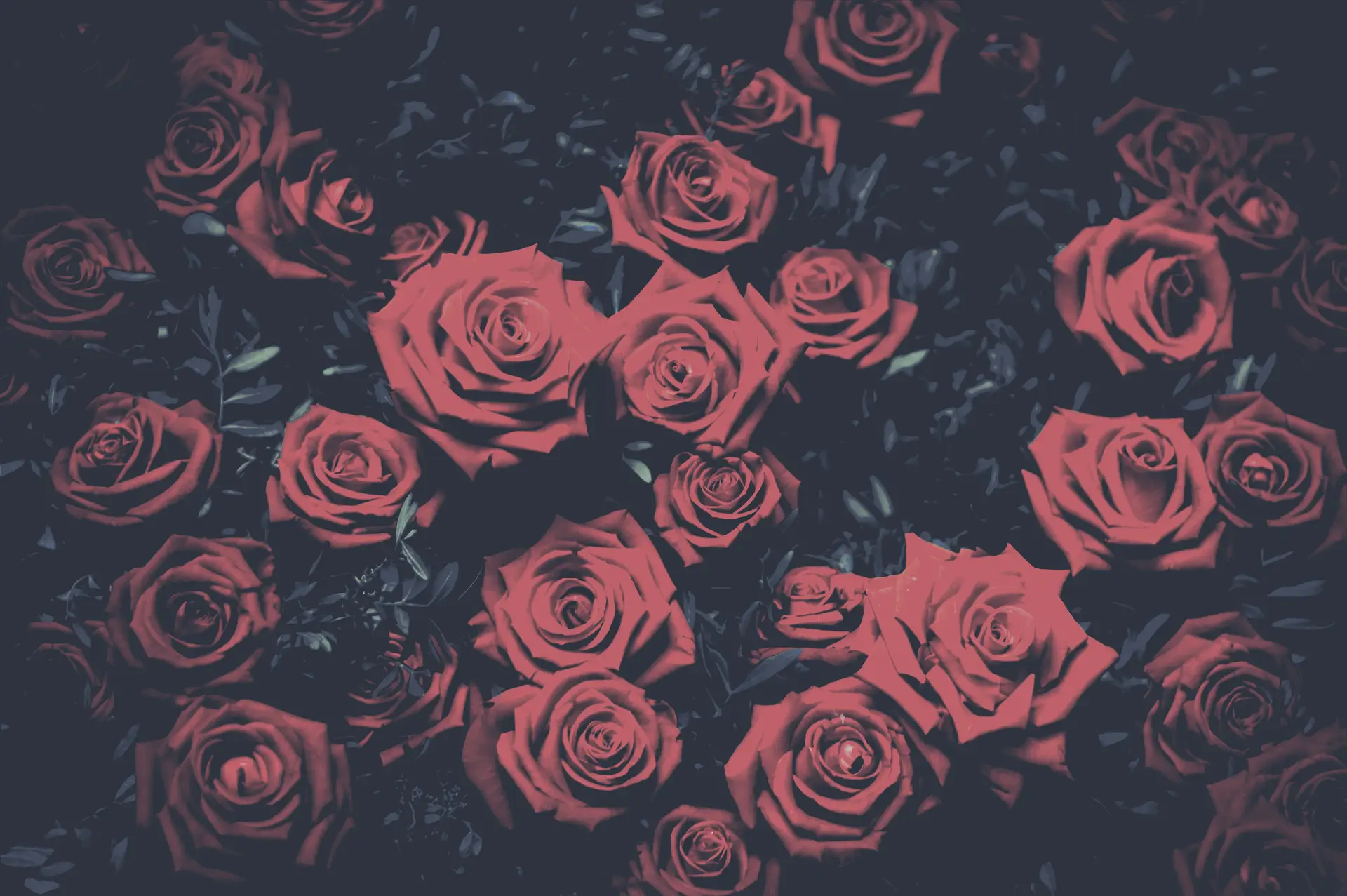 a_group_of_roses_on_a_dark_background.png