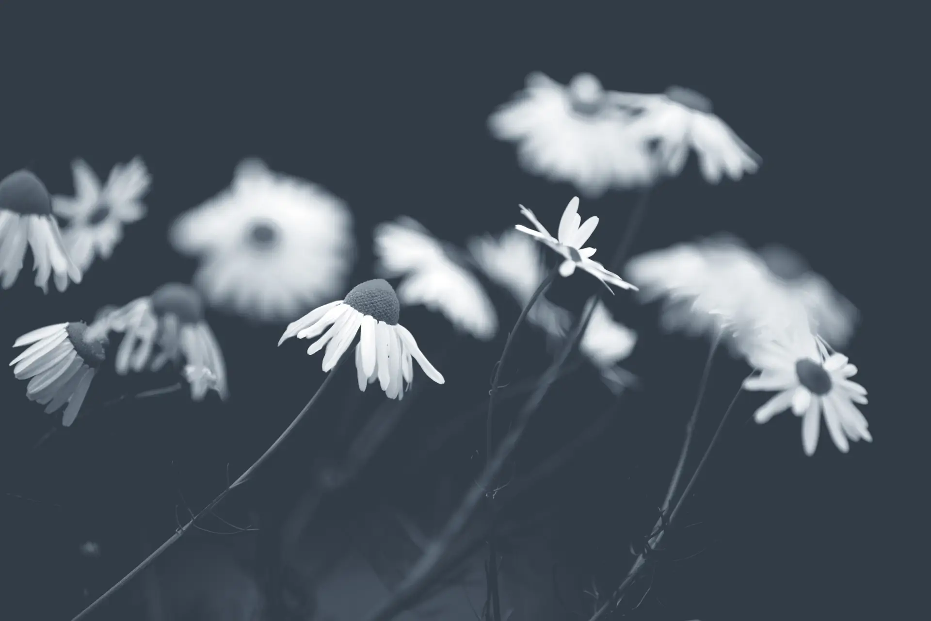 a_group_of_white_flowers_01.jpg