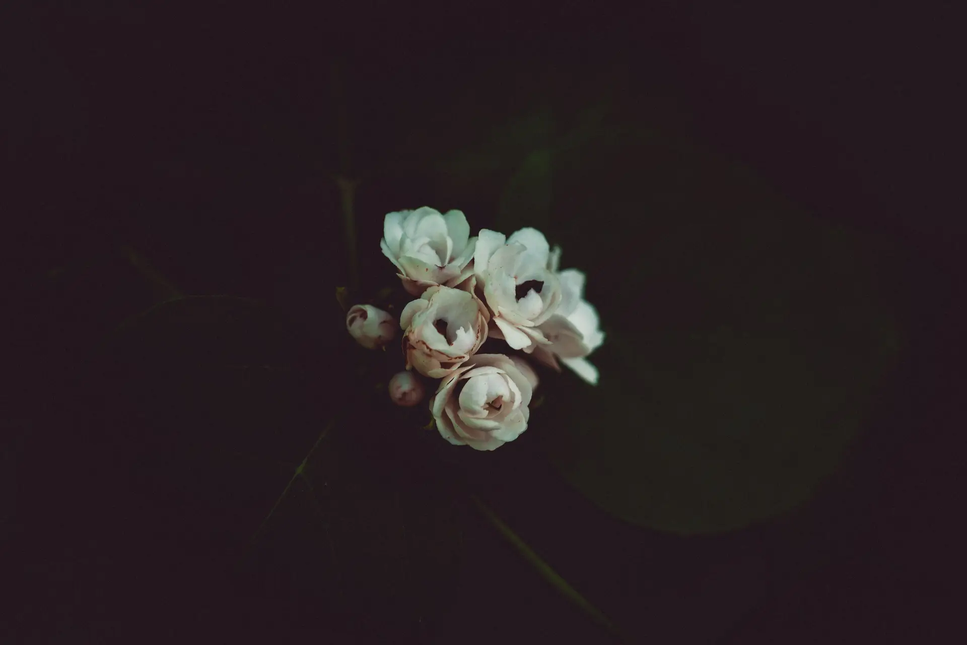 a_group_of_white_flowers_02.jpg