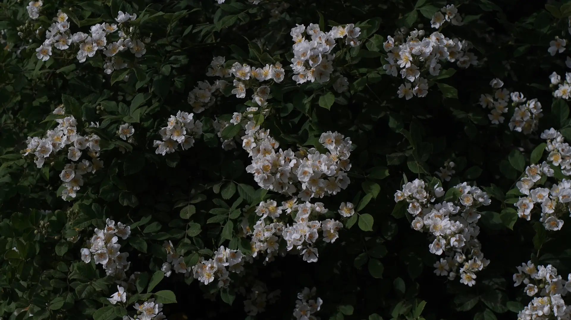 a_group_of_white_flowers_on_a_bush.jpg