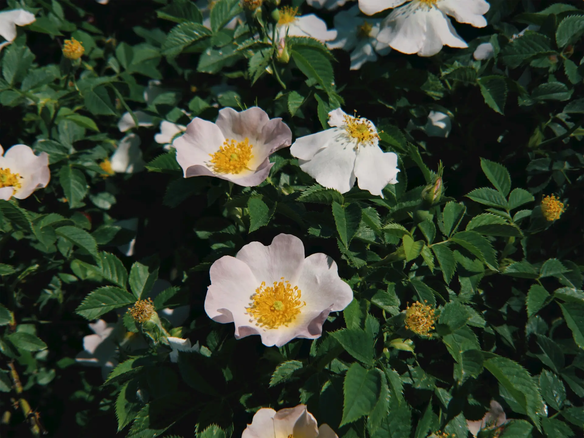 a_group_of_white_flowers_with_yellow_centers.jpg