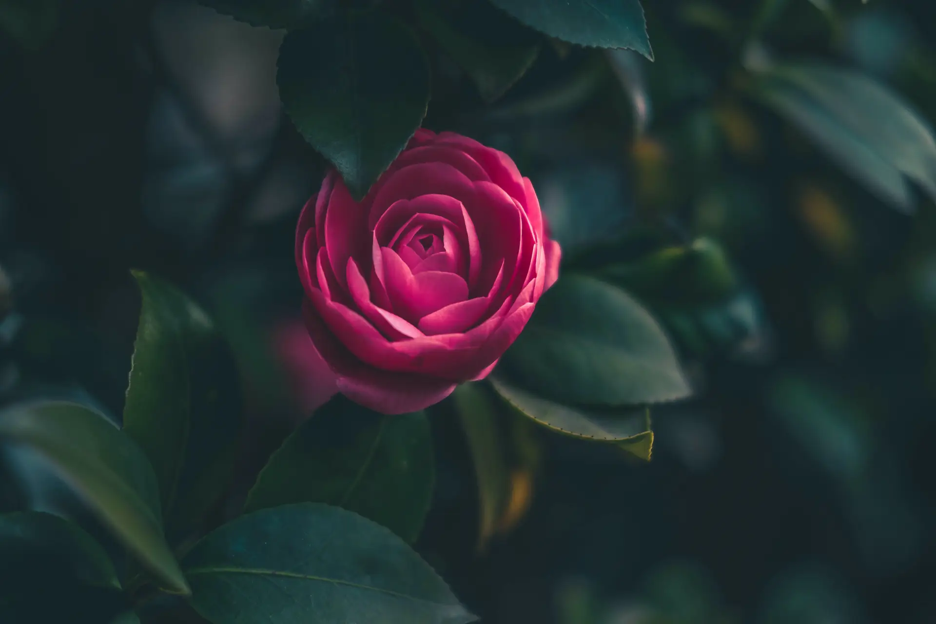 a_pink_flower_on_a_plant.jpg